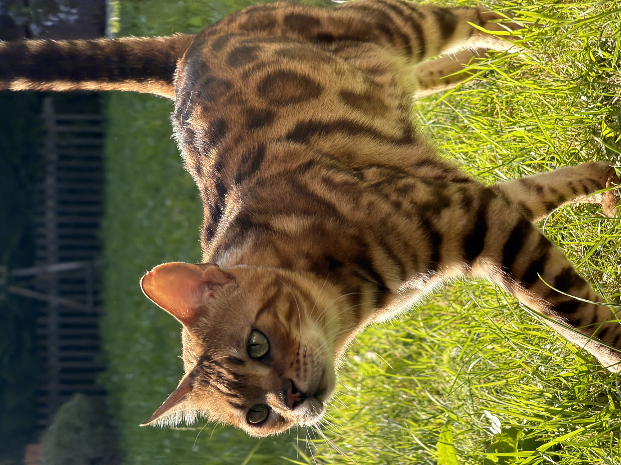 Bengal cat relaxing in a Garmisch-Partenkirchen backyard garden