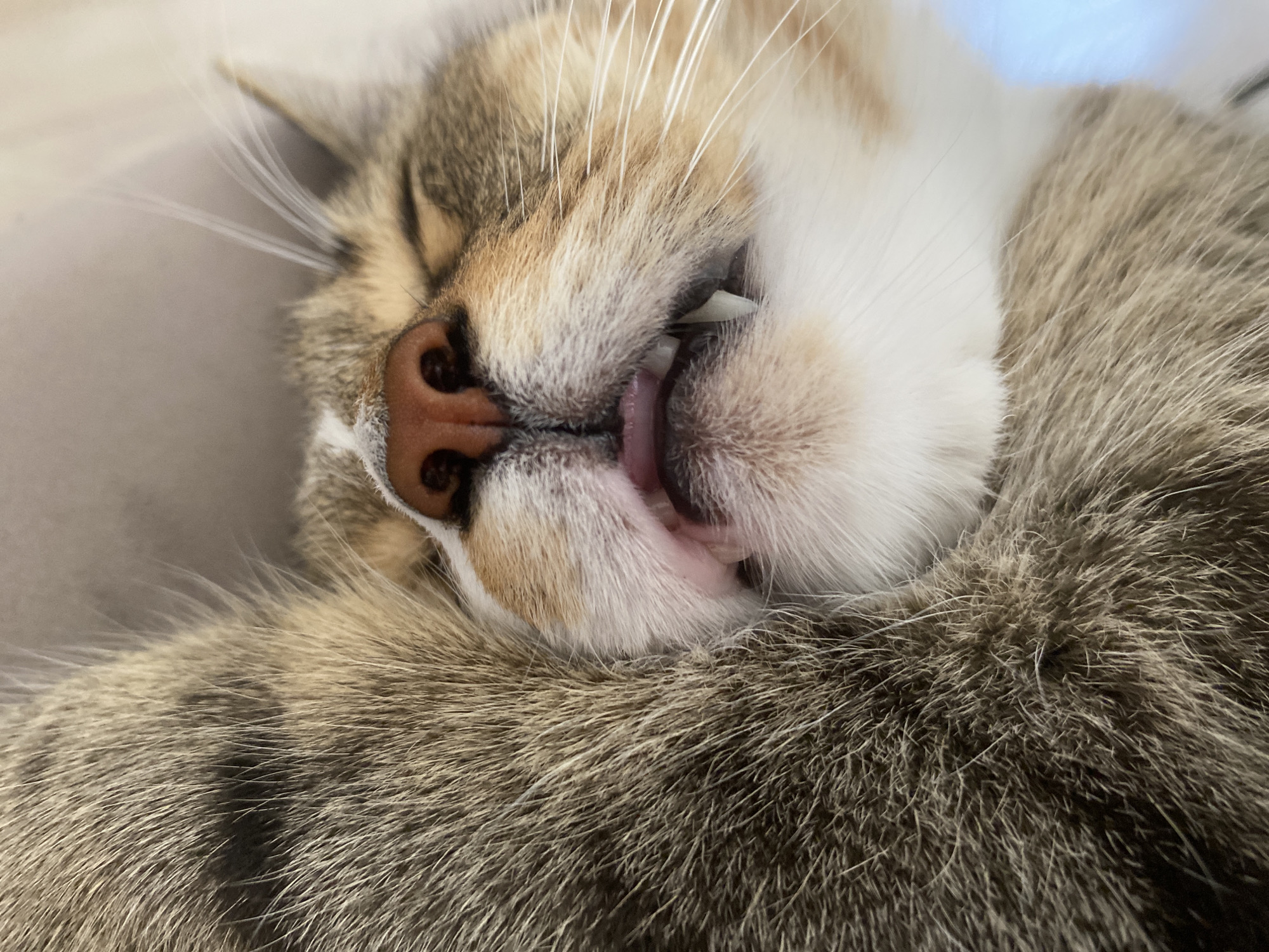 Tabby cat napping on its back, mouth slightly open