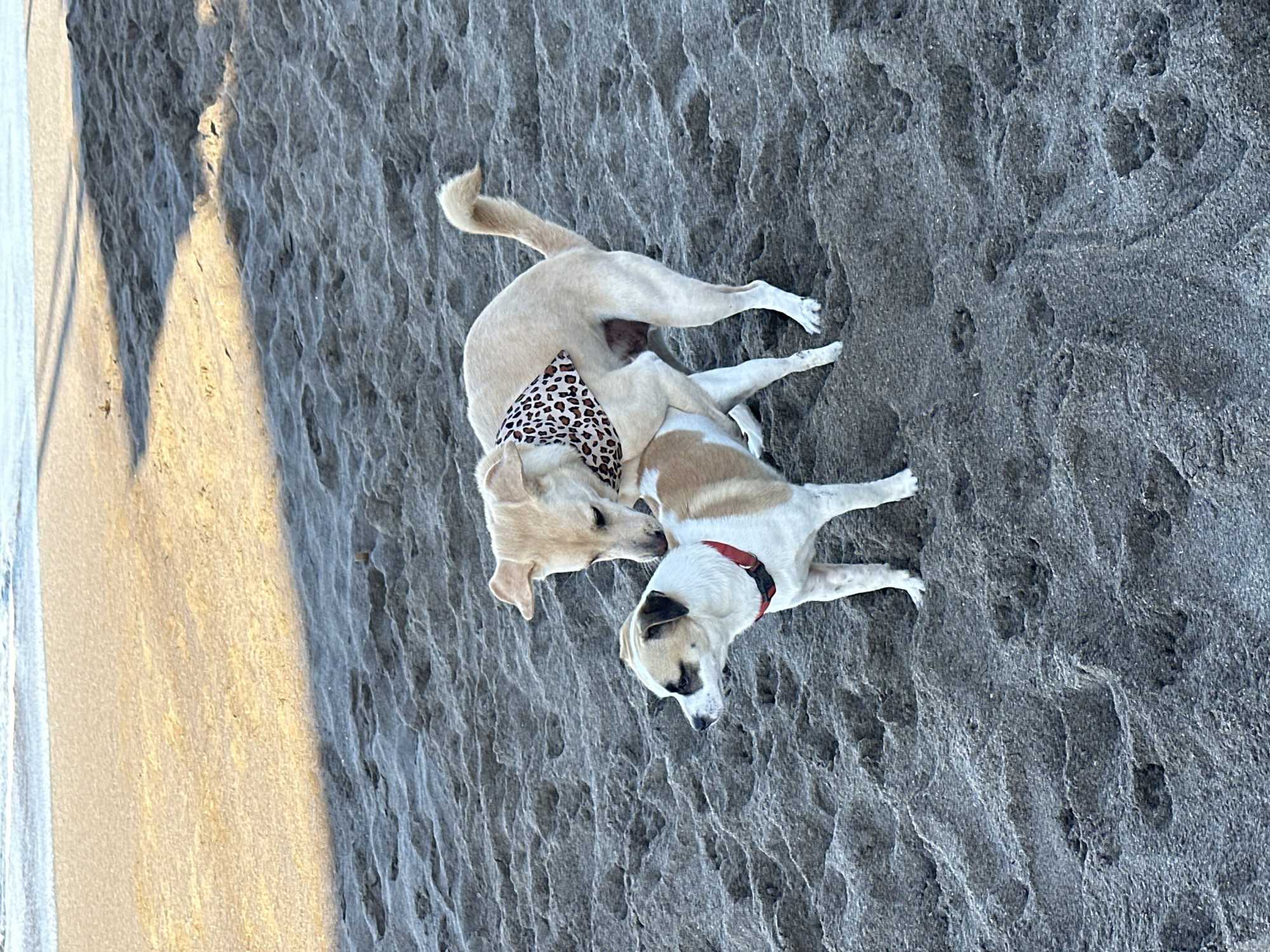 Dogs, a toddler, and beachgoers on a North Kuta shore