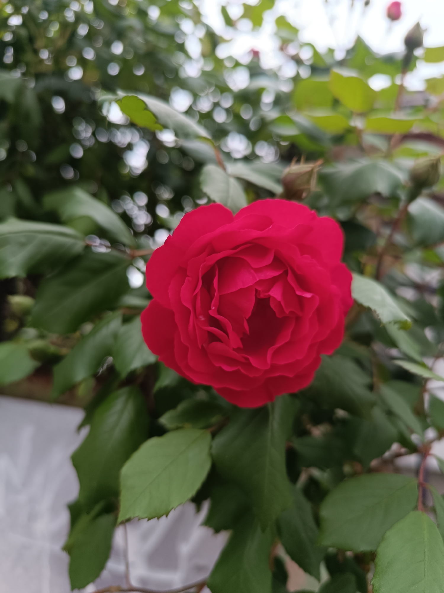 Spring roses bloom across residential Pleven, Bulgaria