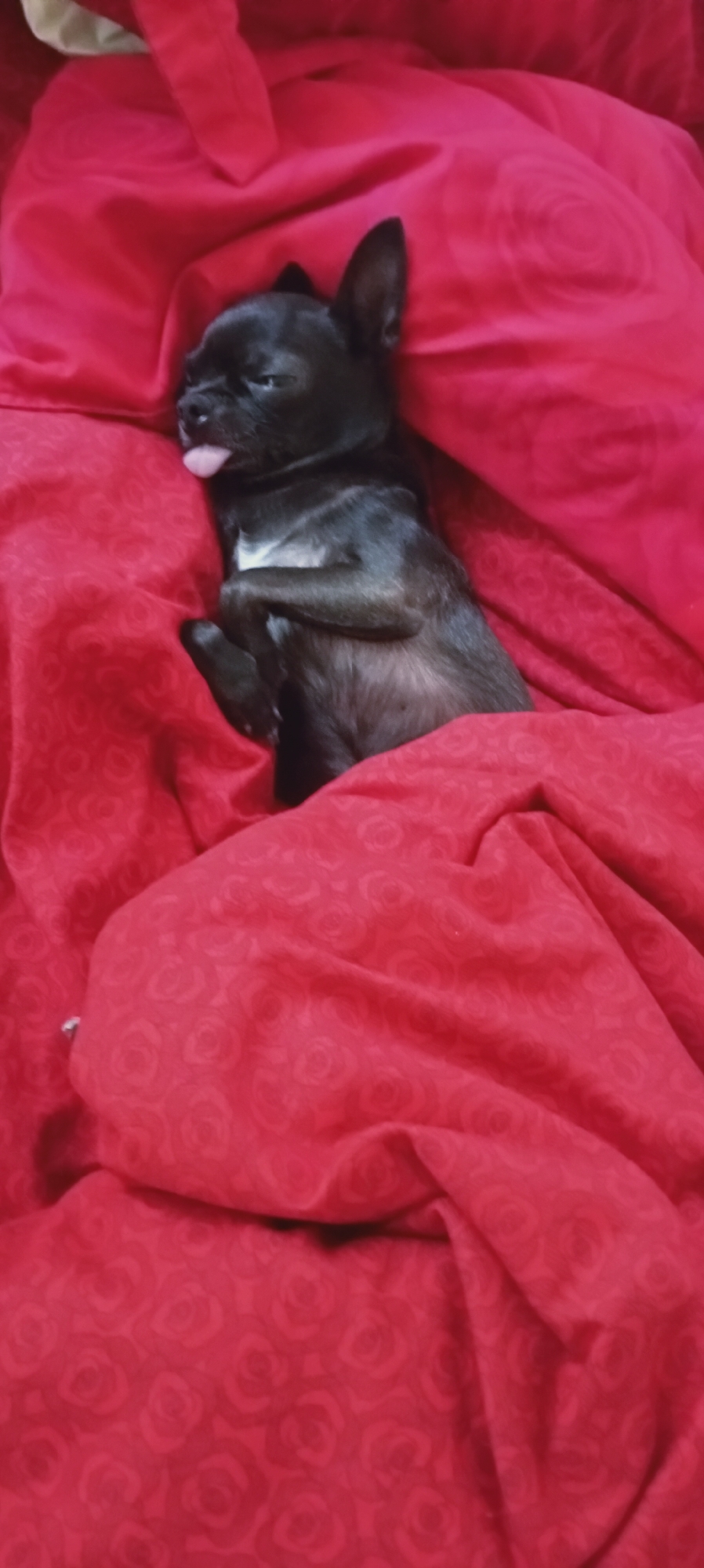 Small black dog chilling on a rose blanket in Sokuluk