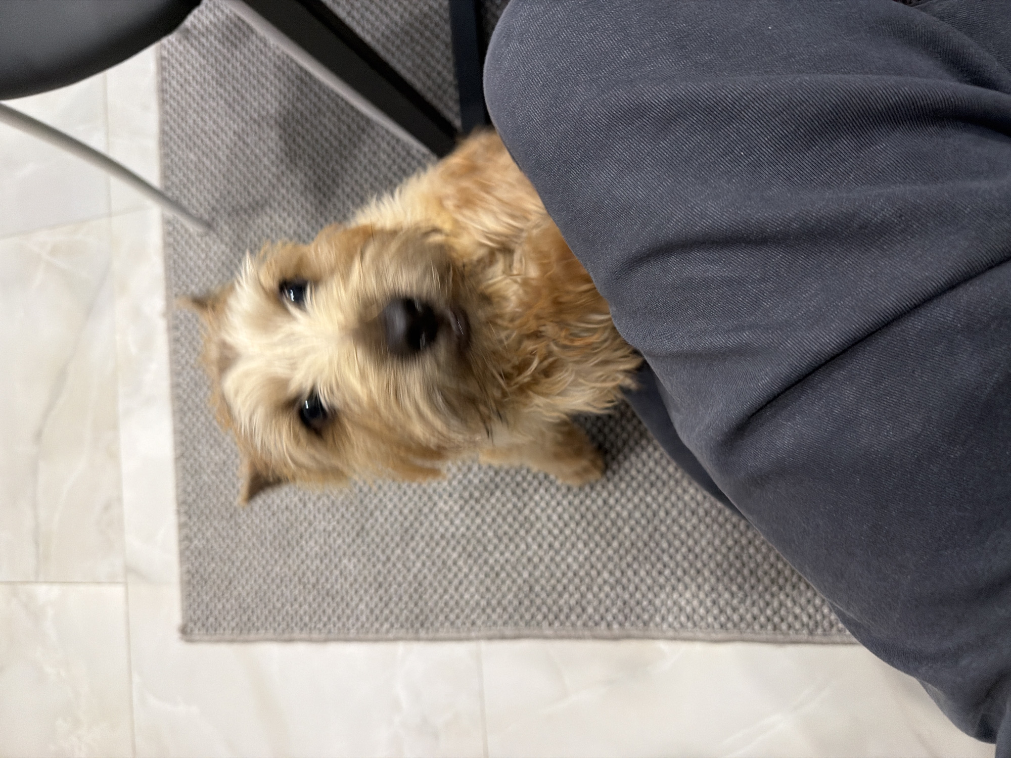 Small terrier photographed multiple times looking up at camera