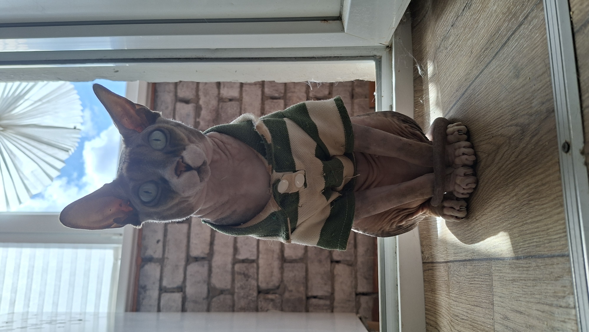Sphynx cat in a striped shirt, Myadzyel home, July morning