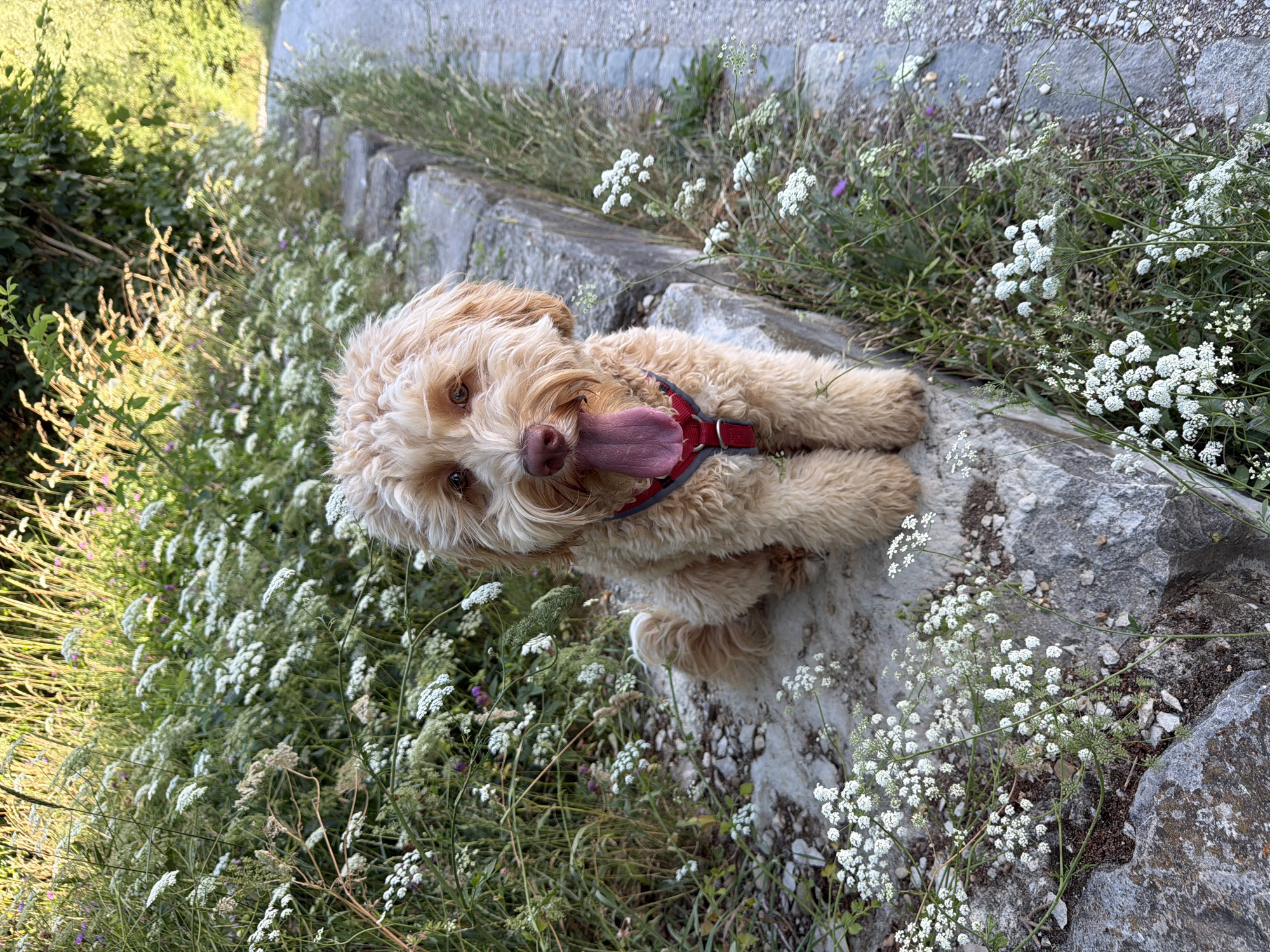 Dog roams a flower-lined path in Poing on a June morning