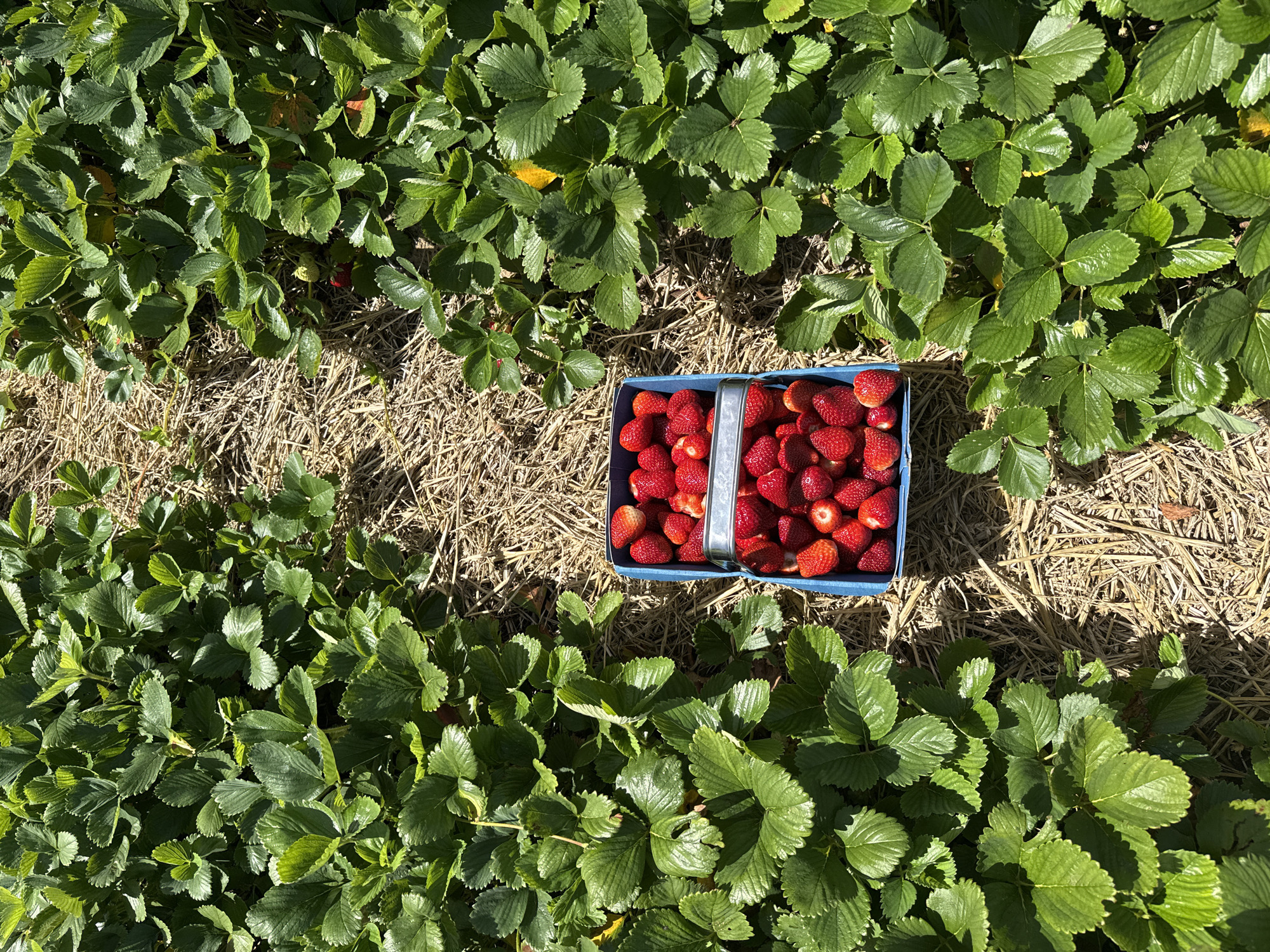 Pick-your-own strawberry farm visit in Great Yarmouth