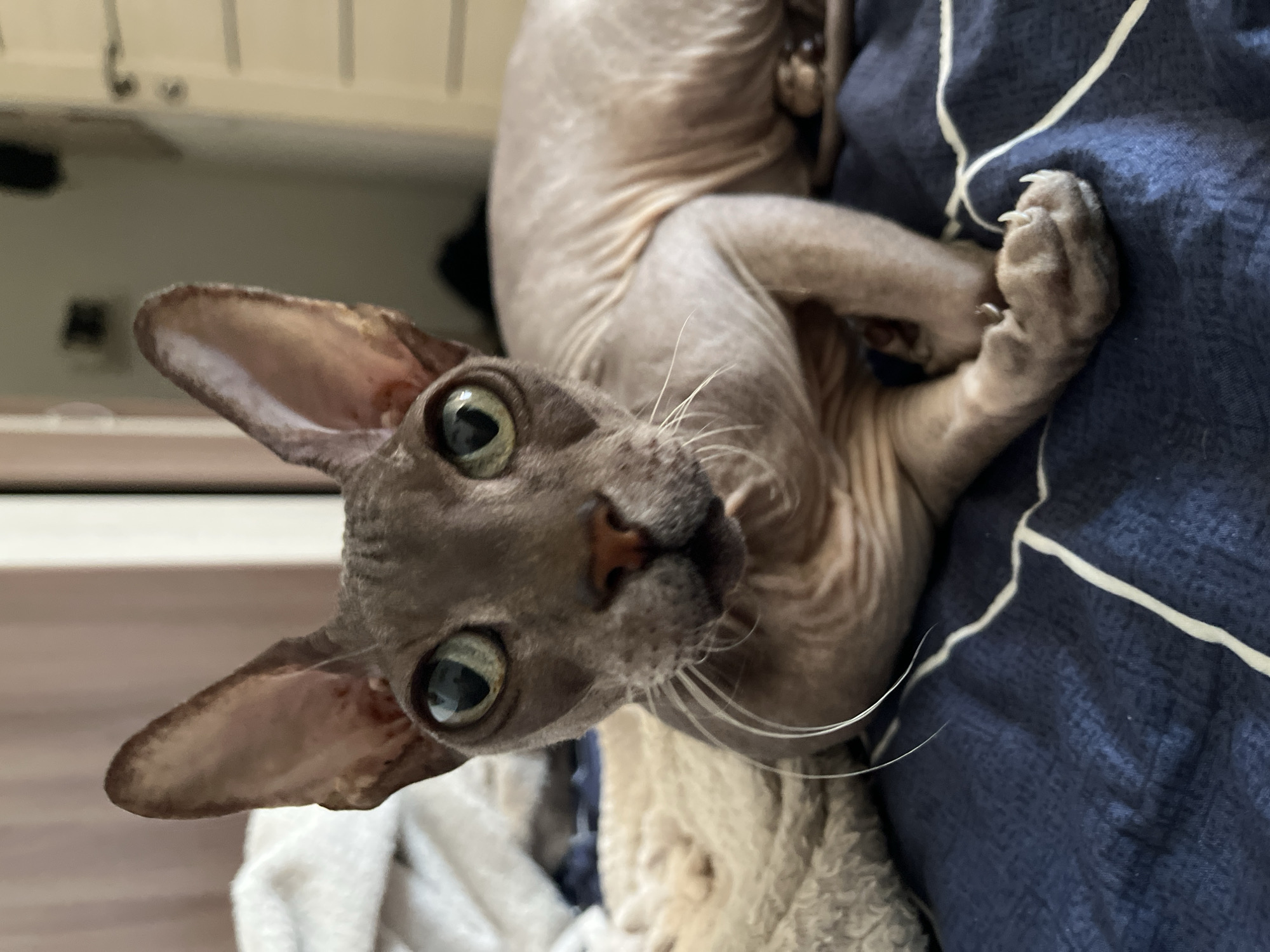 Sphynx cats, art, and curios fill a Balaklava home