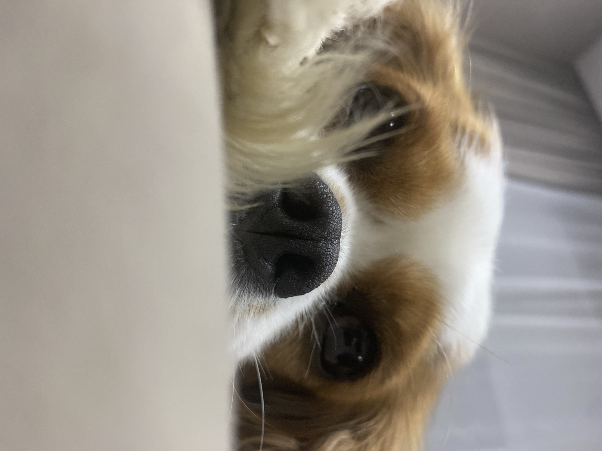 Pets Rest and Roam in Home Setting