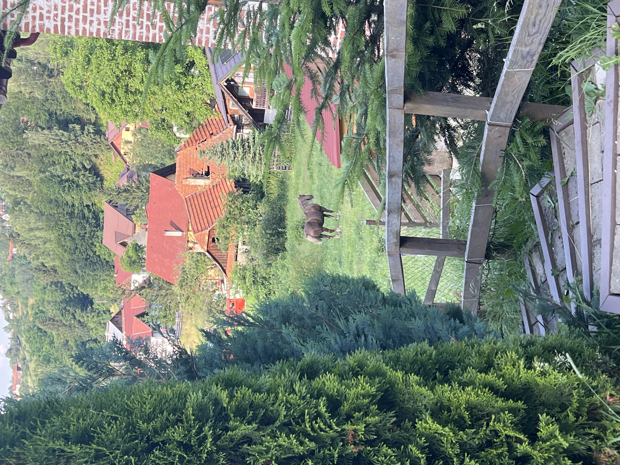 Quiet afternoon on a rural hillside: animals, village views, open fields