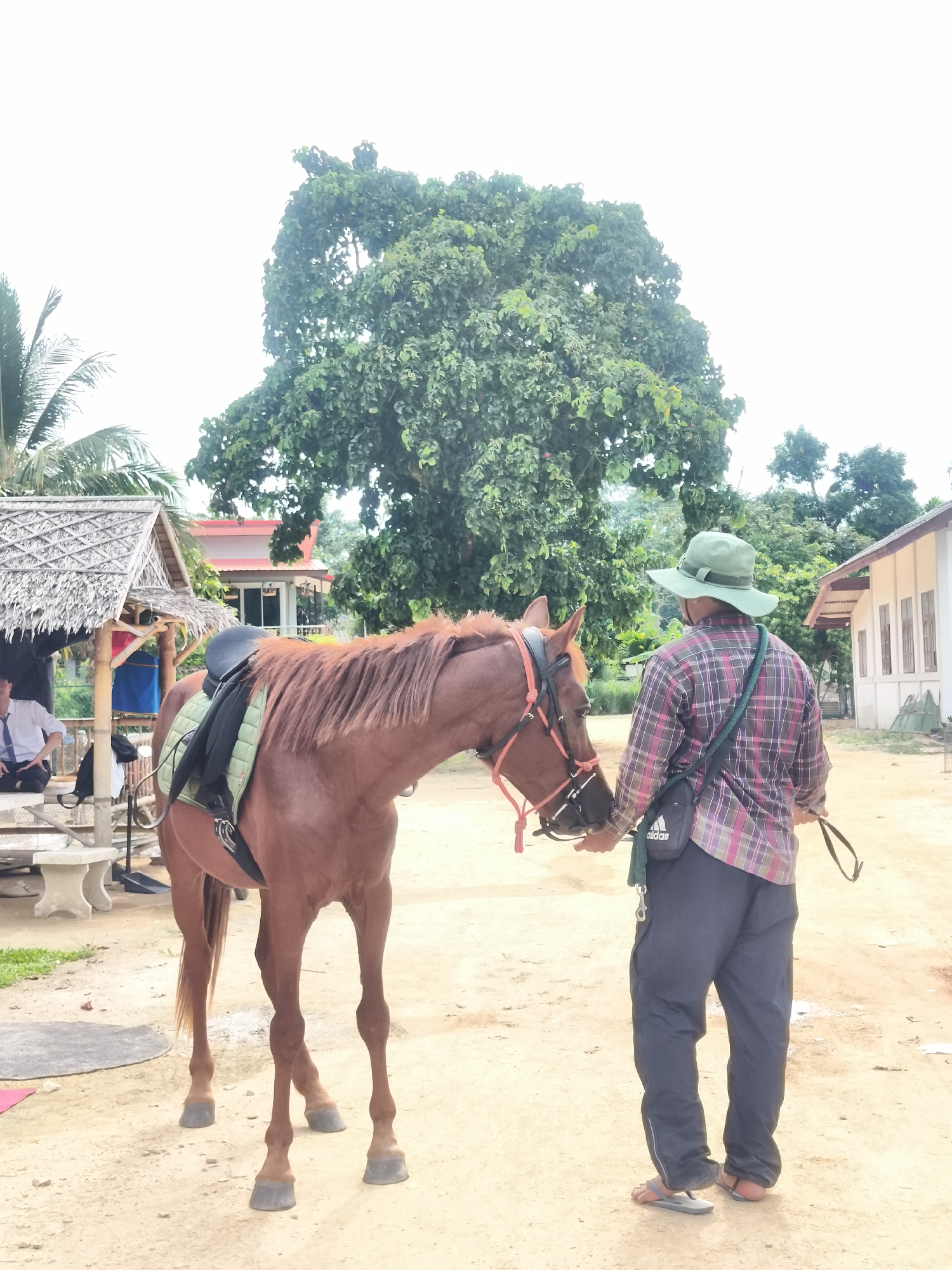 Man handles saddled horse in rural Thailand village