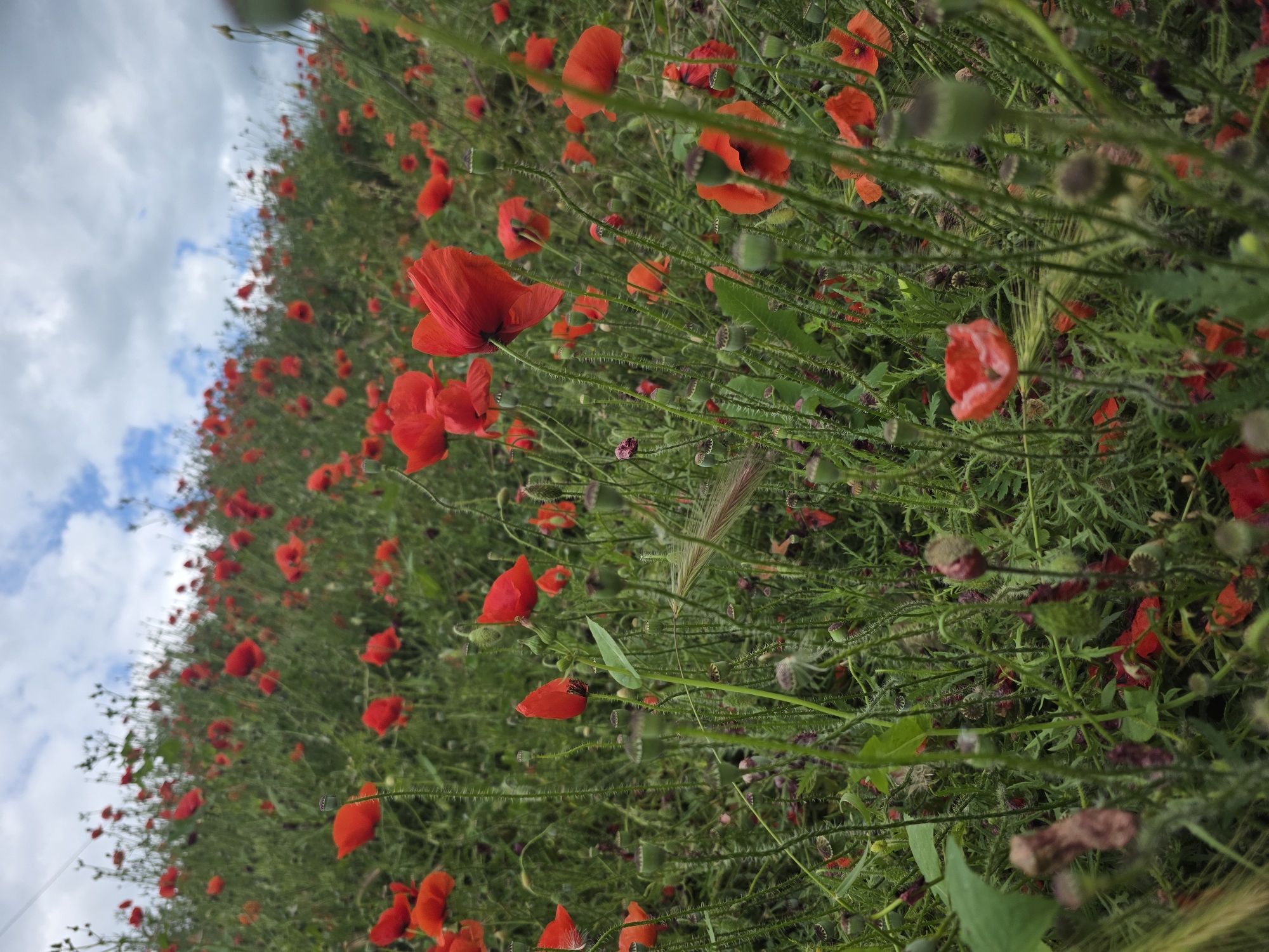 Spring walk documented across Varna's parks and streets