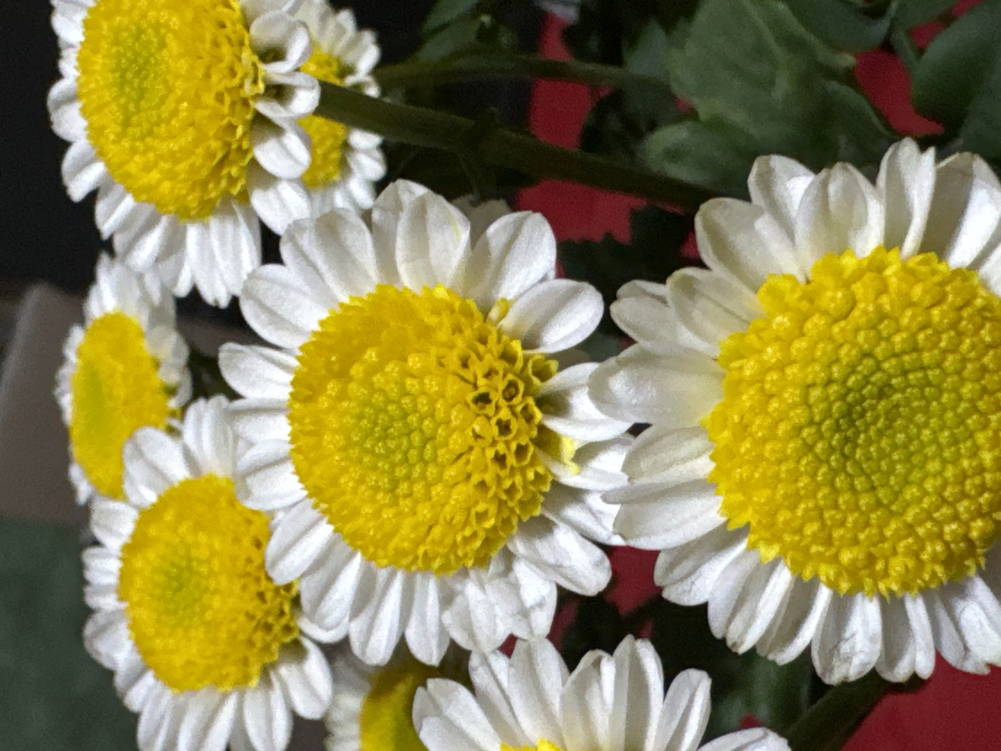 Colorful flowers and arrangements photographed in Waterford, Ireland