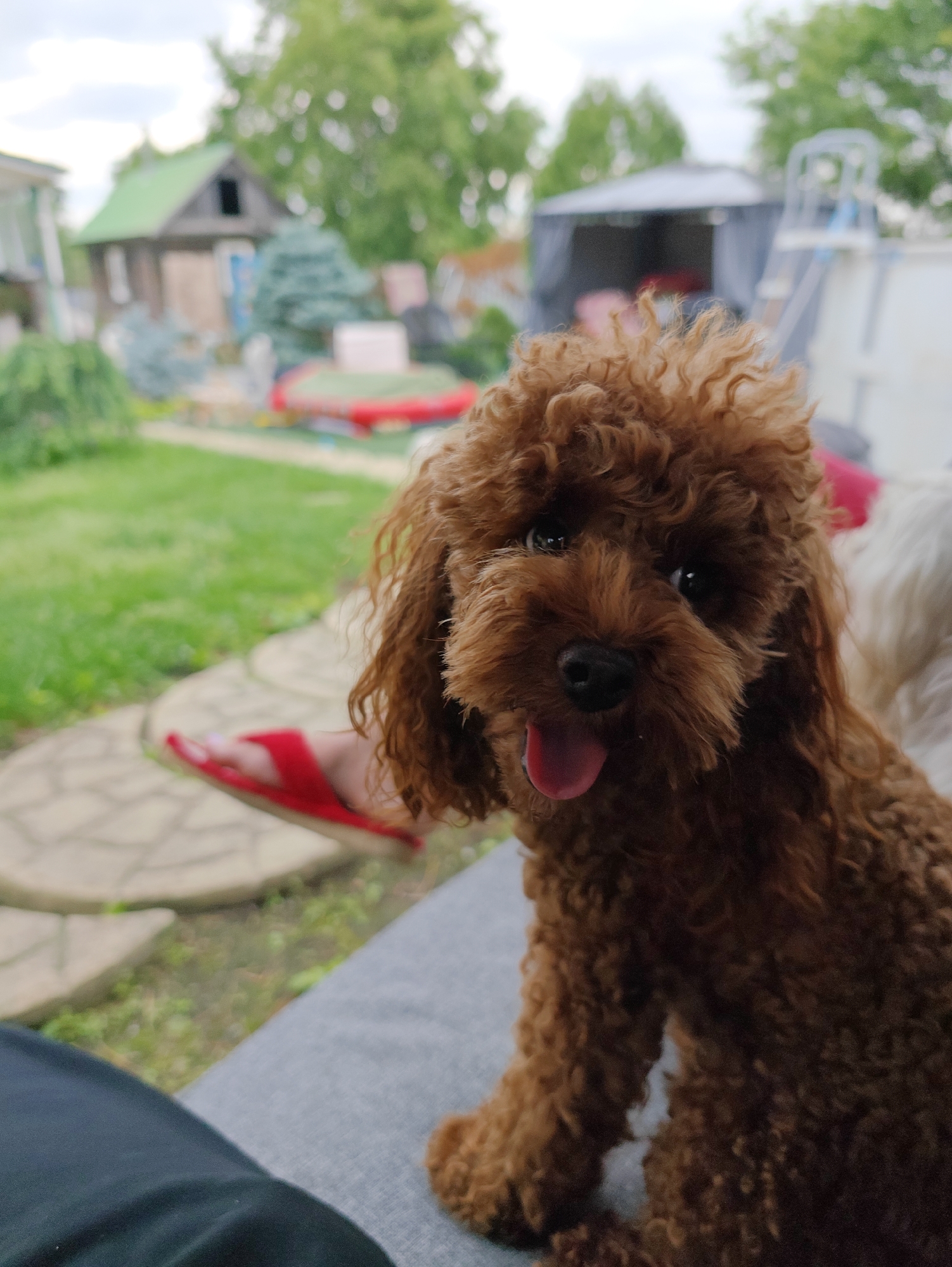 Dogs and greenery on a quiet Russian summer morning