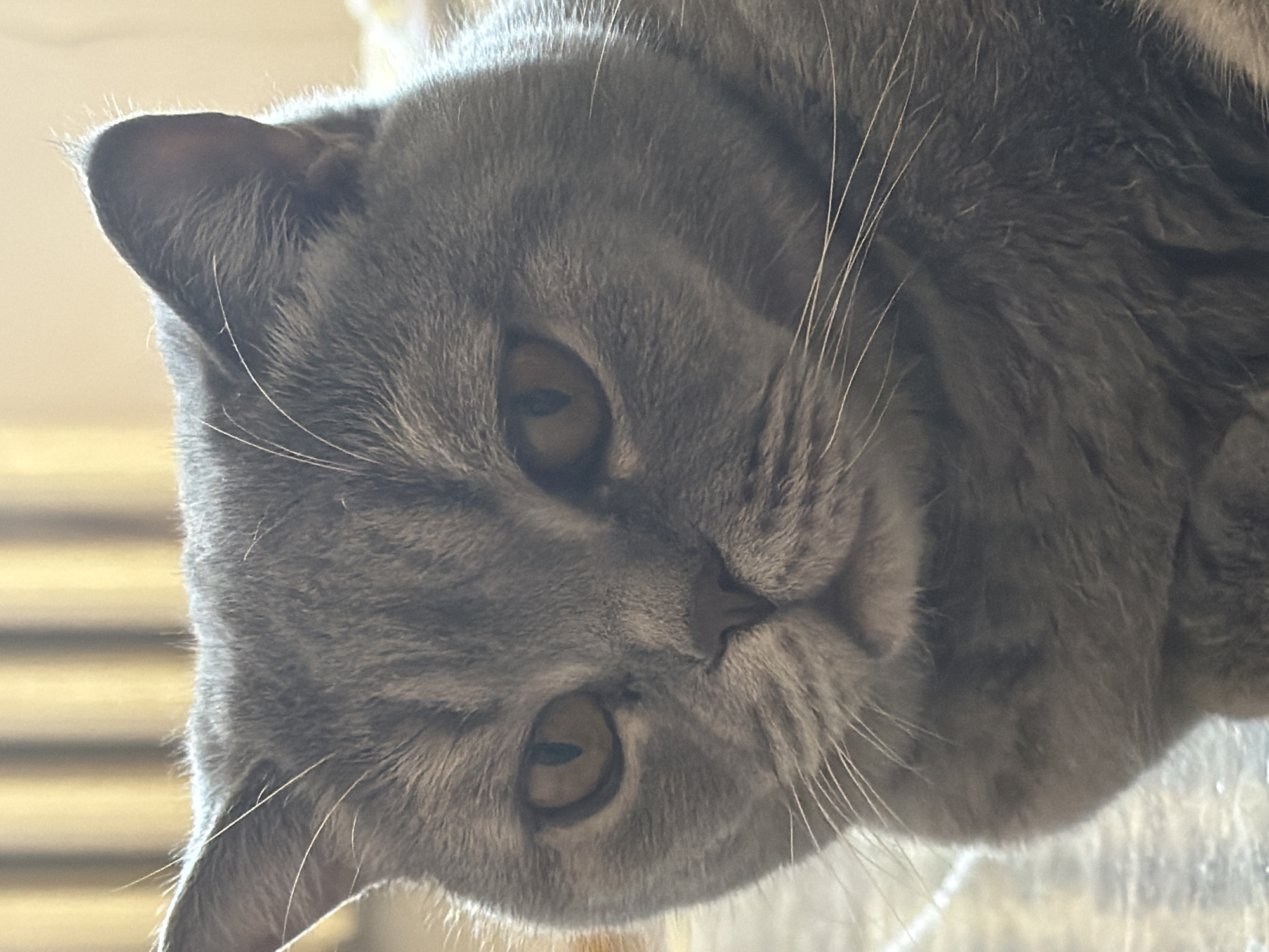 Gray cat with golden eyes photographed in Perm, Russia