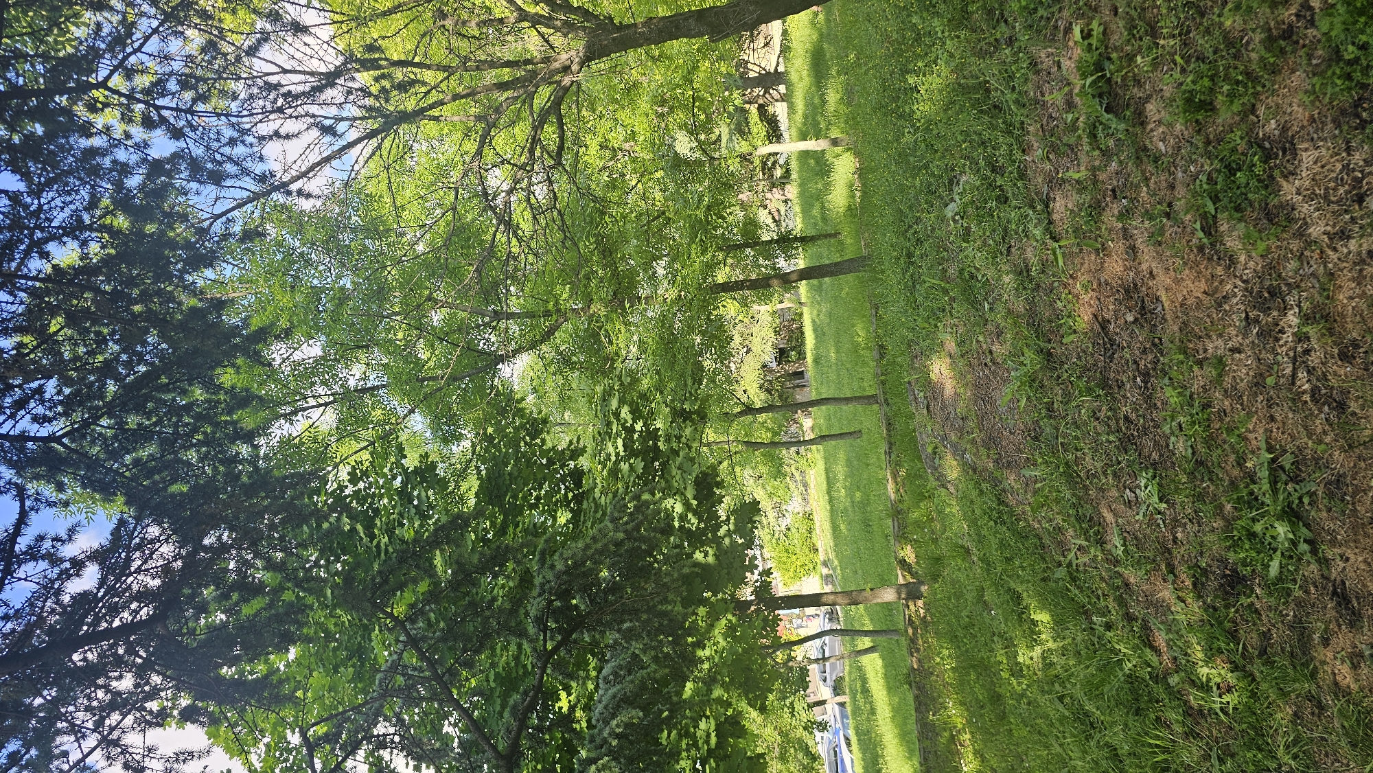 Park scene shows mixed grass conditions, empty of people