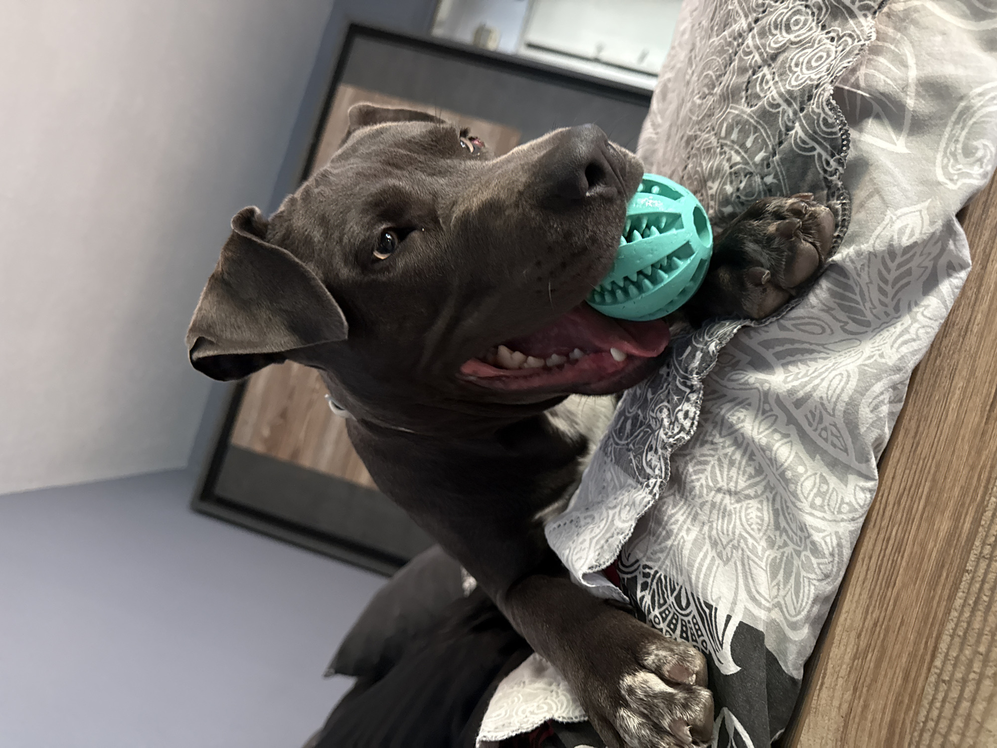 Pit bull on a bed, teal toy, fully unbothered