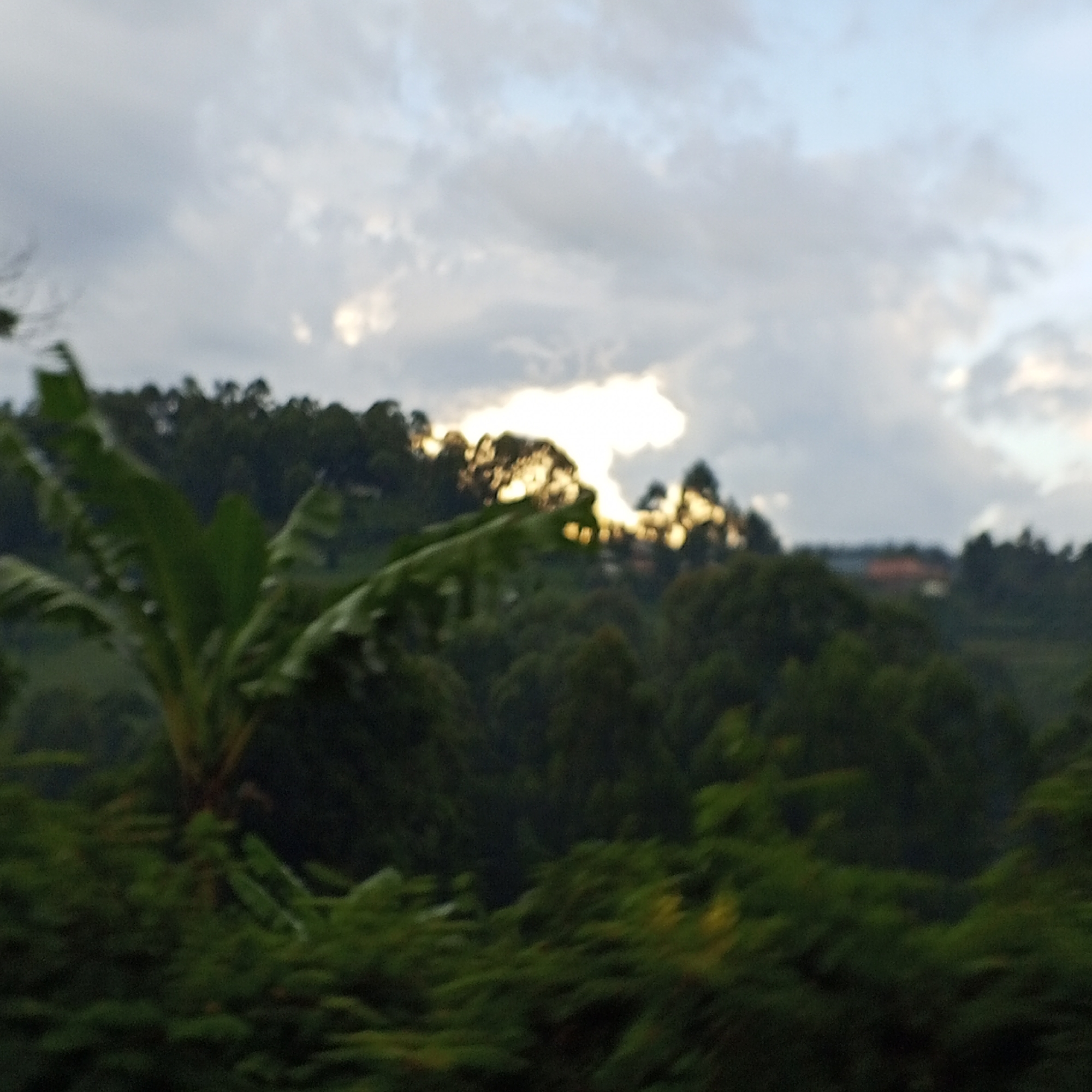 Motion-blurred vegetation captured in Borabu Chitago ward, Kenya