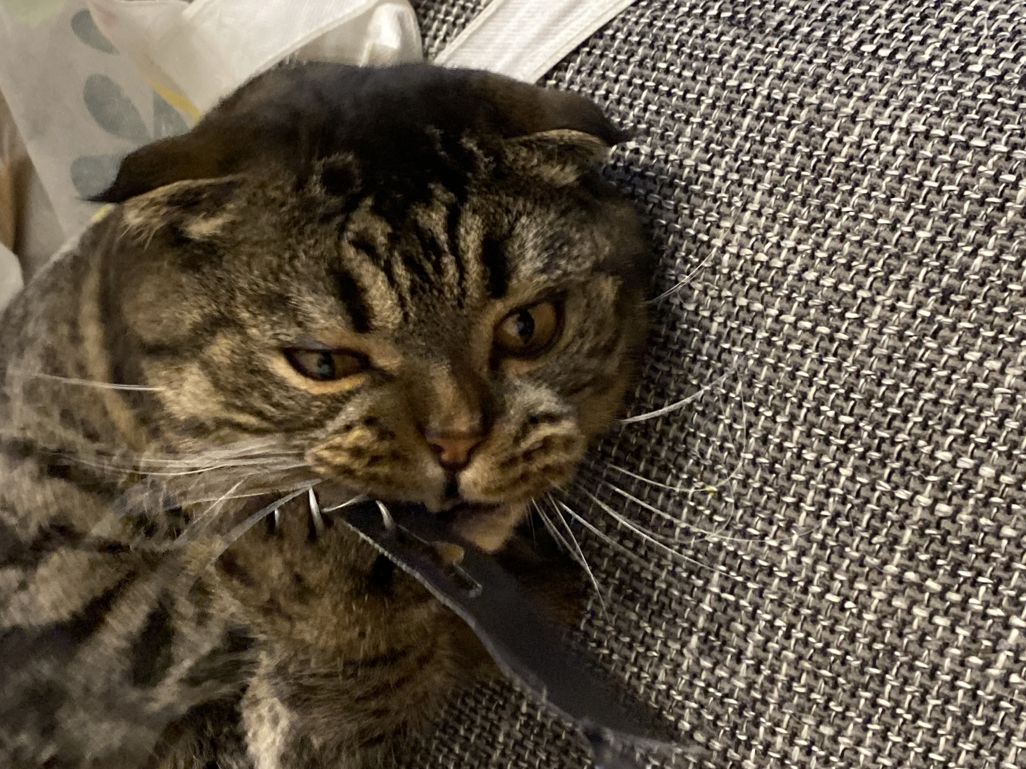 Tabby cat owns the couch in Purkersdorf