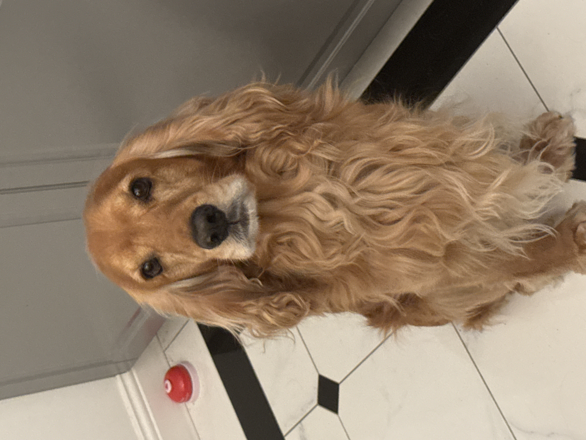 Cocker Spaniel relaxing and goofing around the house