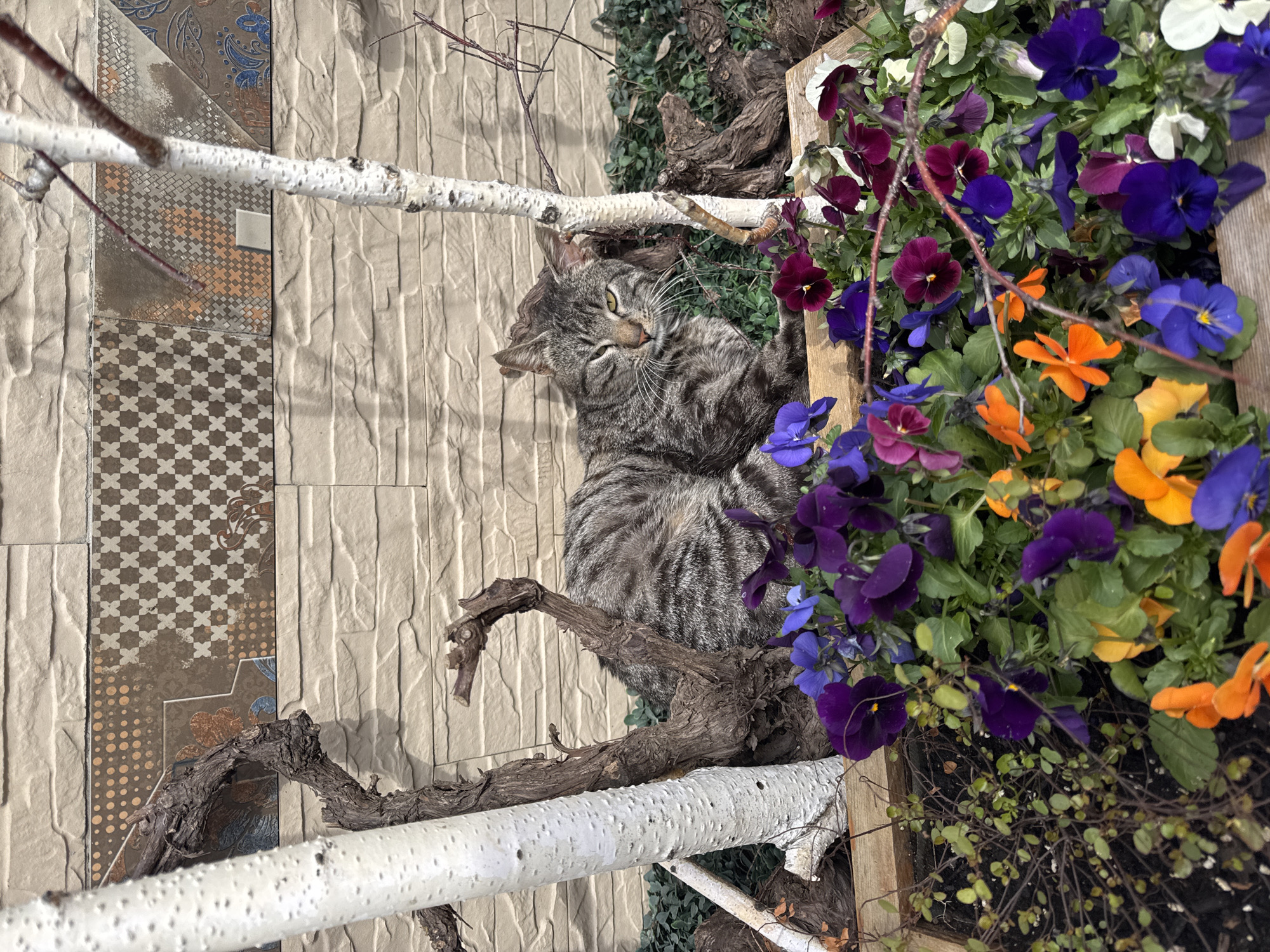 Tabby cat naps in planter box in Burgas