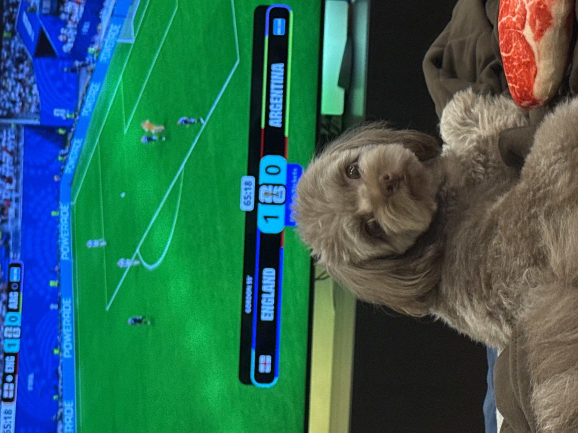 Two dogs chilling at home with a soccer match on TV