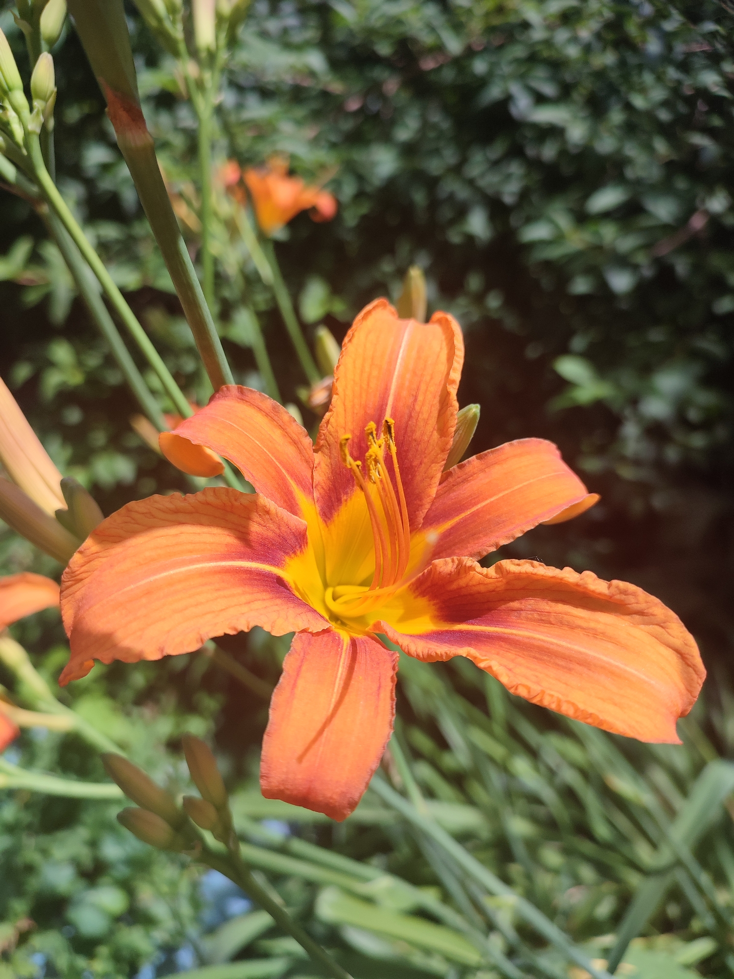 Morning garden walk through blooms, bees, and pigeons