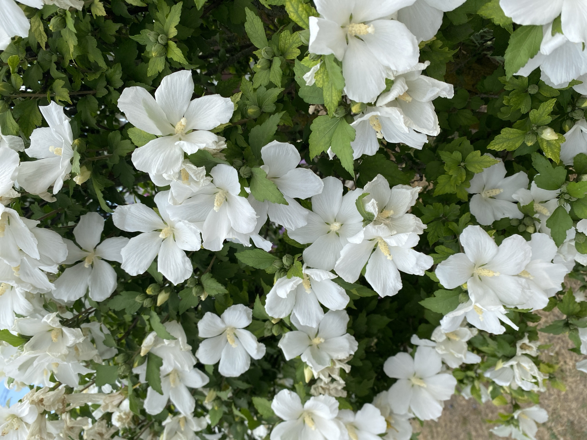 White blooms and seed heads in a Kushchovskaya summer morning