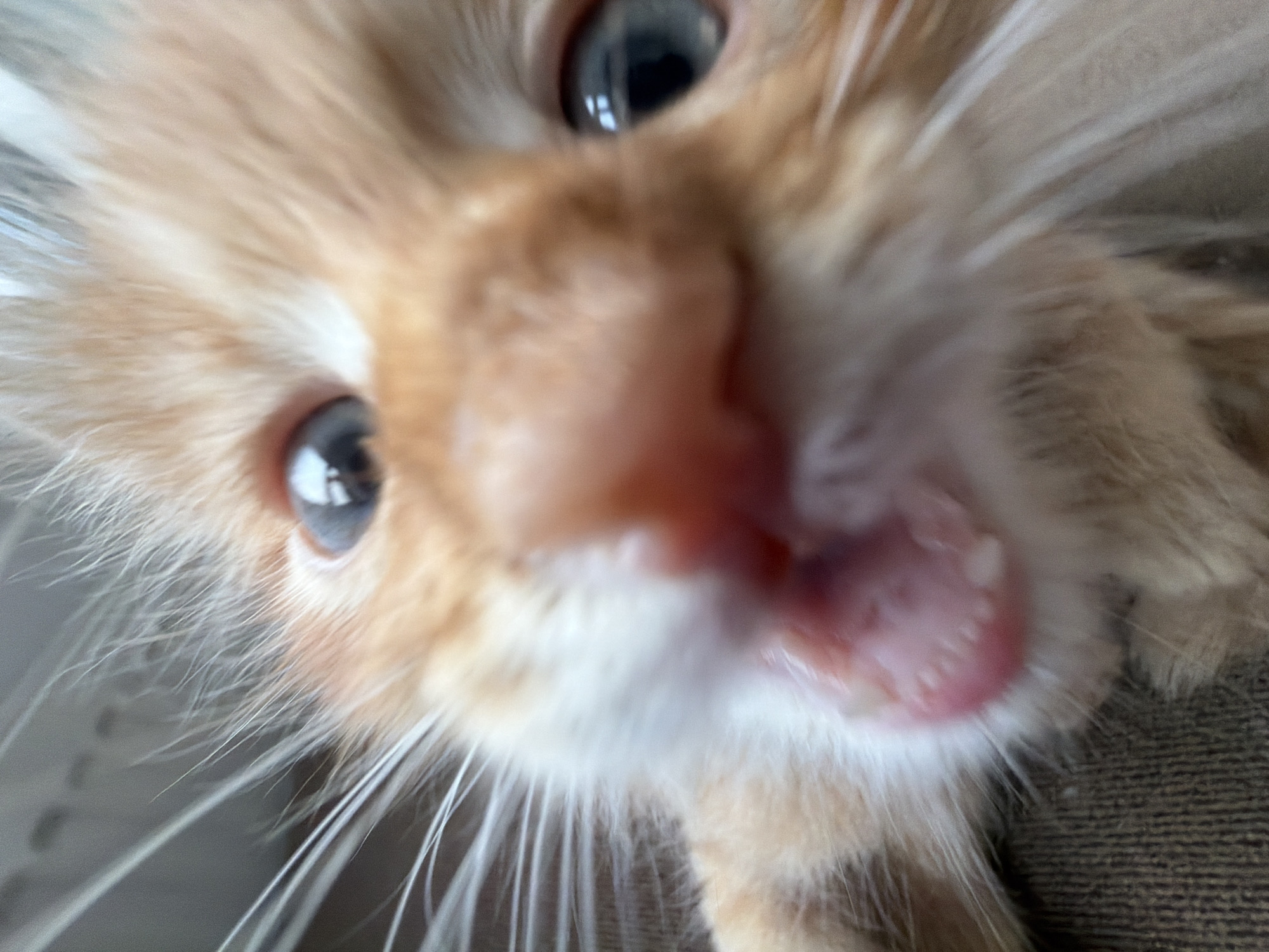 Ginger kitten photographed in playful indoor session, Khimki