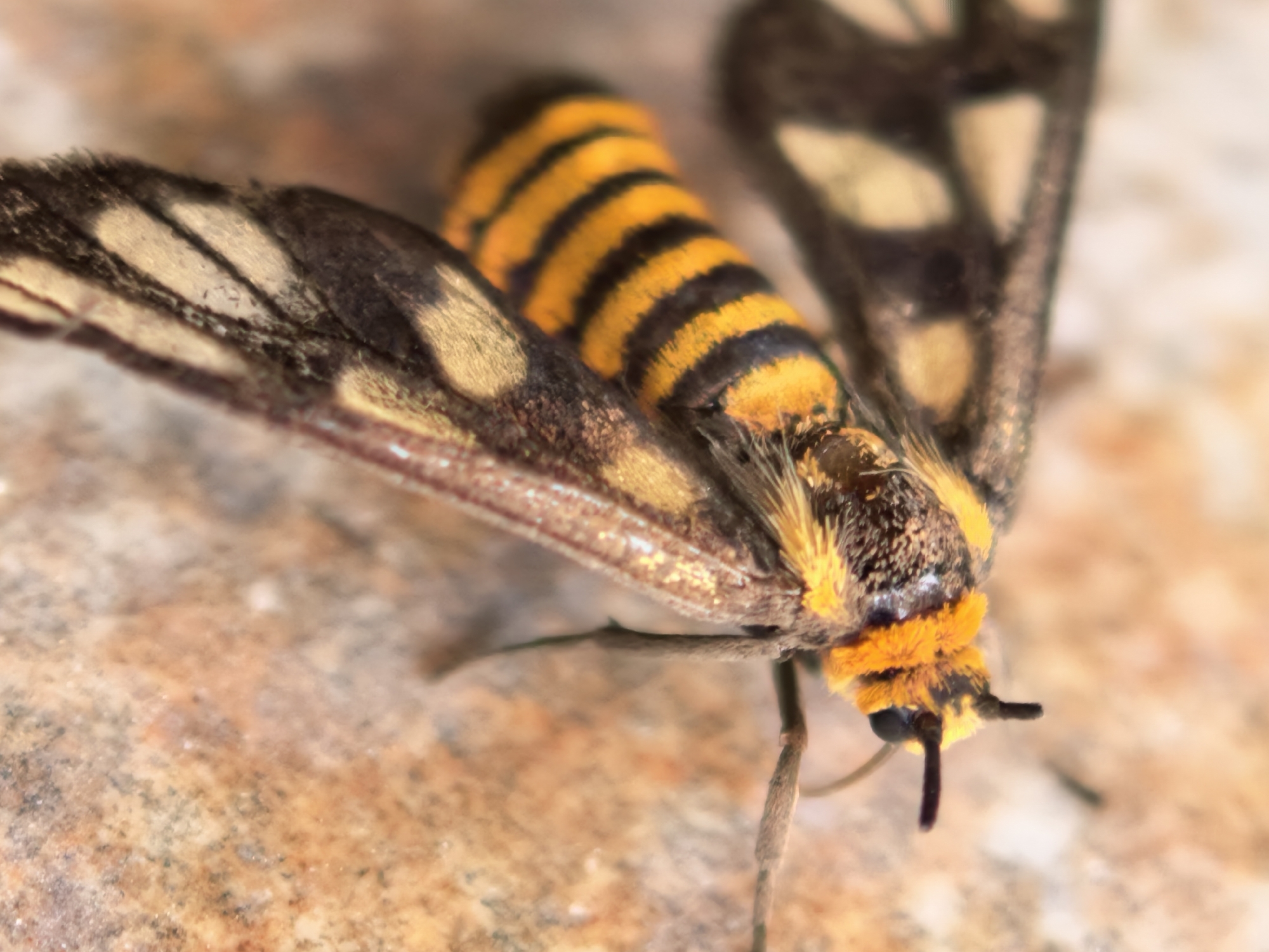 Macro detail of a striking moth on stone, Ko Samui