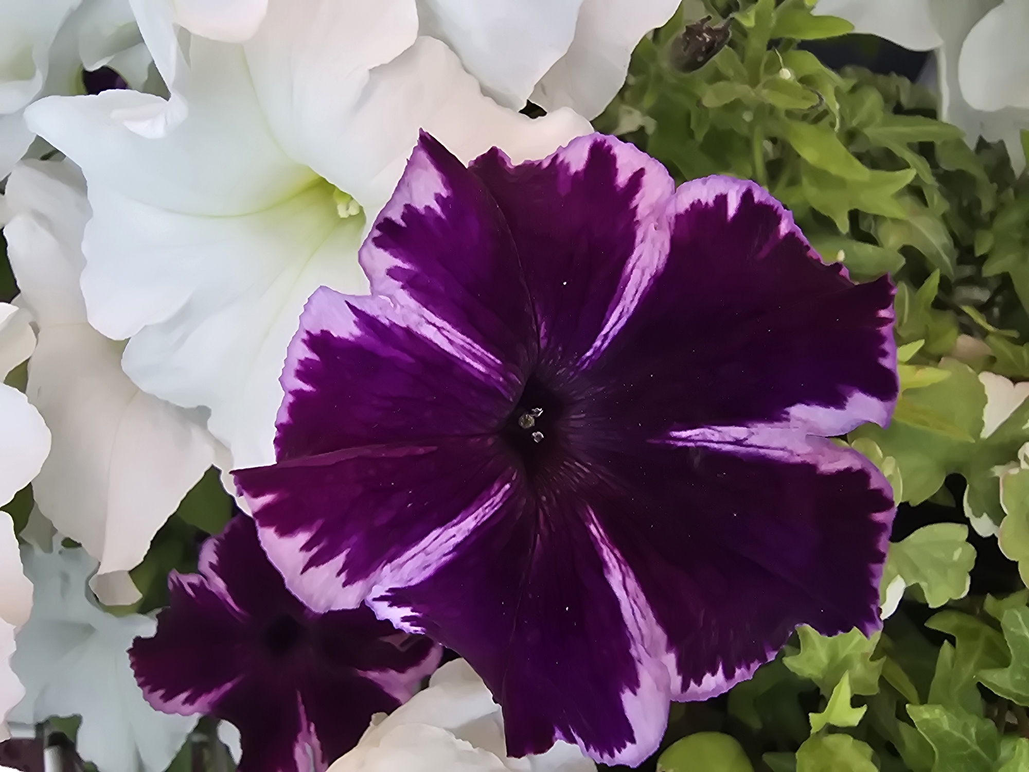Close-up look at colorful garden plants in Sofiivska Borshchahivka
