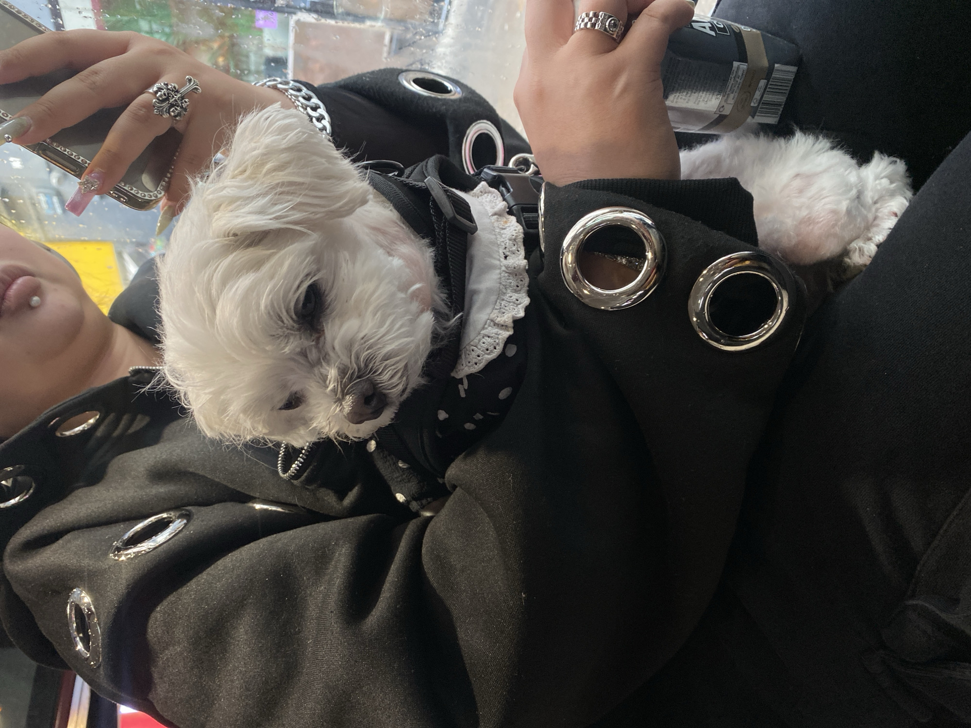 Person holds small white dog in London