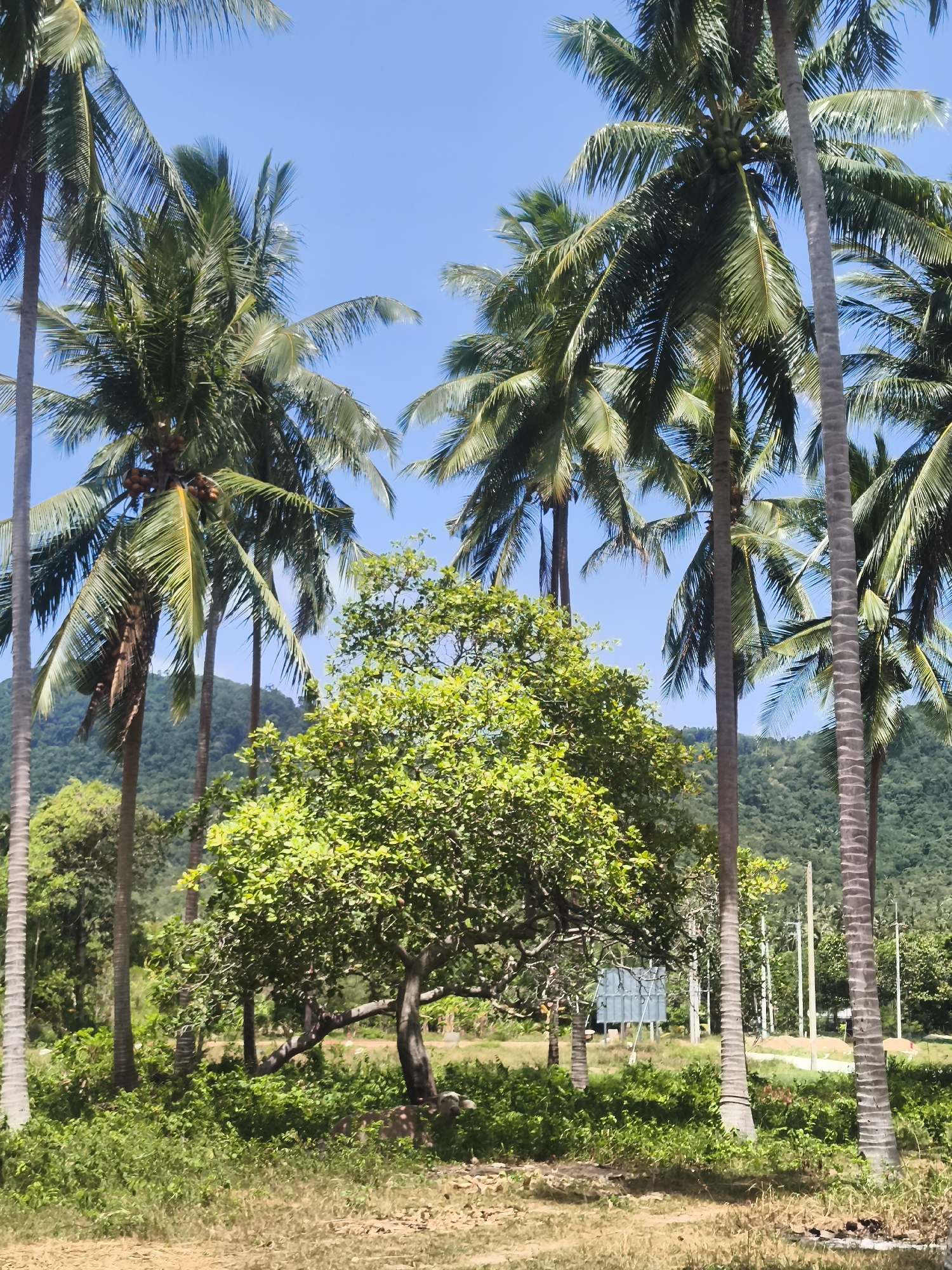Ko Samui District, Thailand