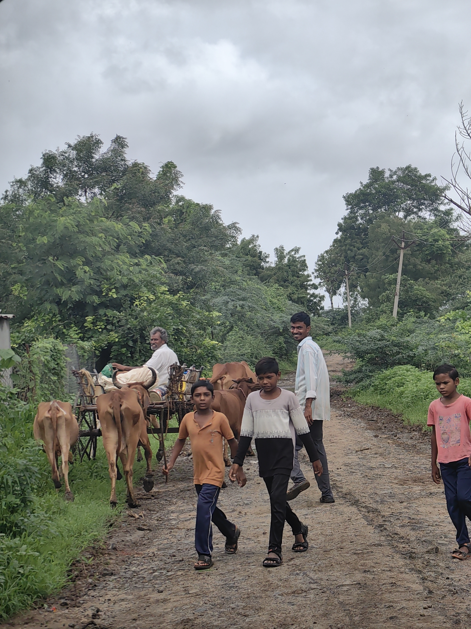 Decorated cattle and rural village life in Mhaiswadi, India