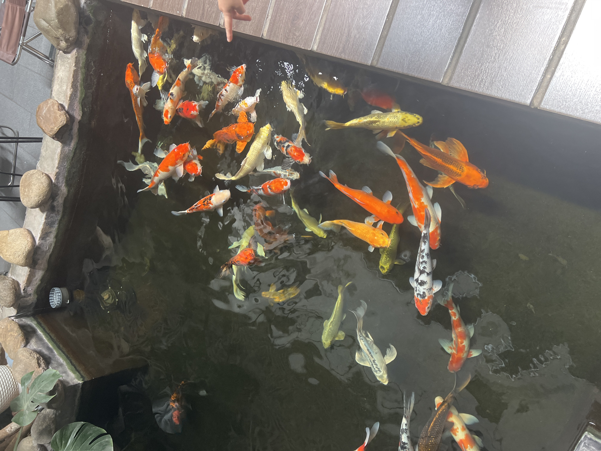 Colorful koi pond at a Hoi An café, July 2026