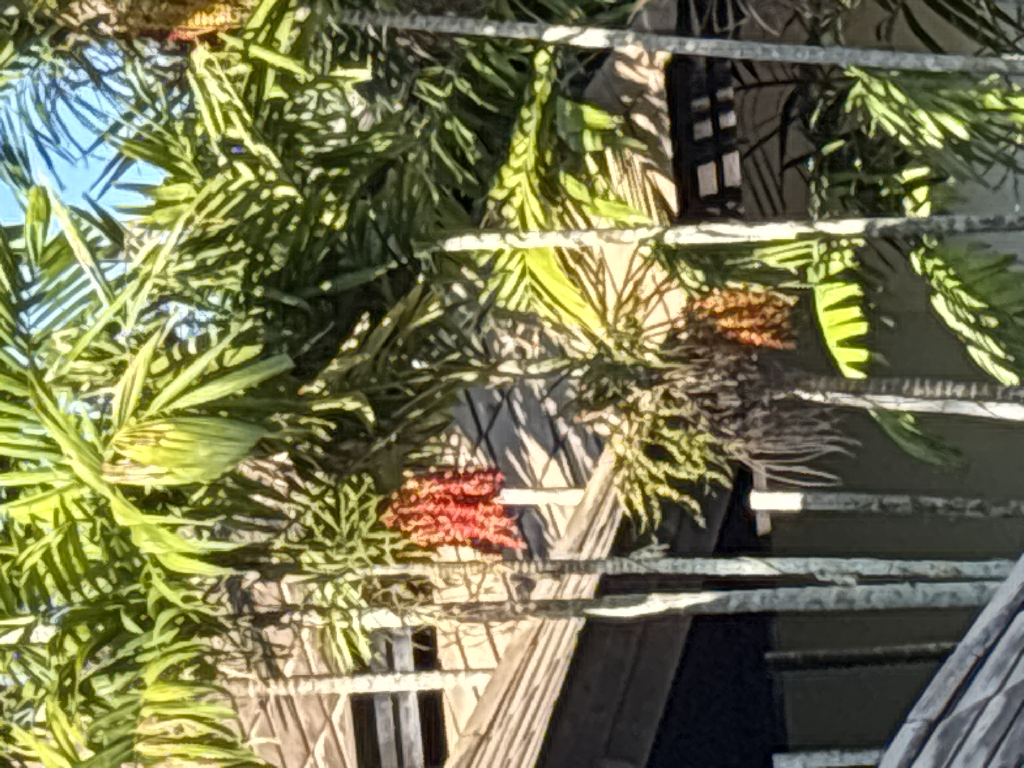 Casual morning moments documented across Ko Samui, Thailand