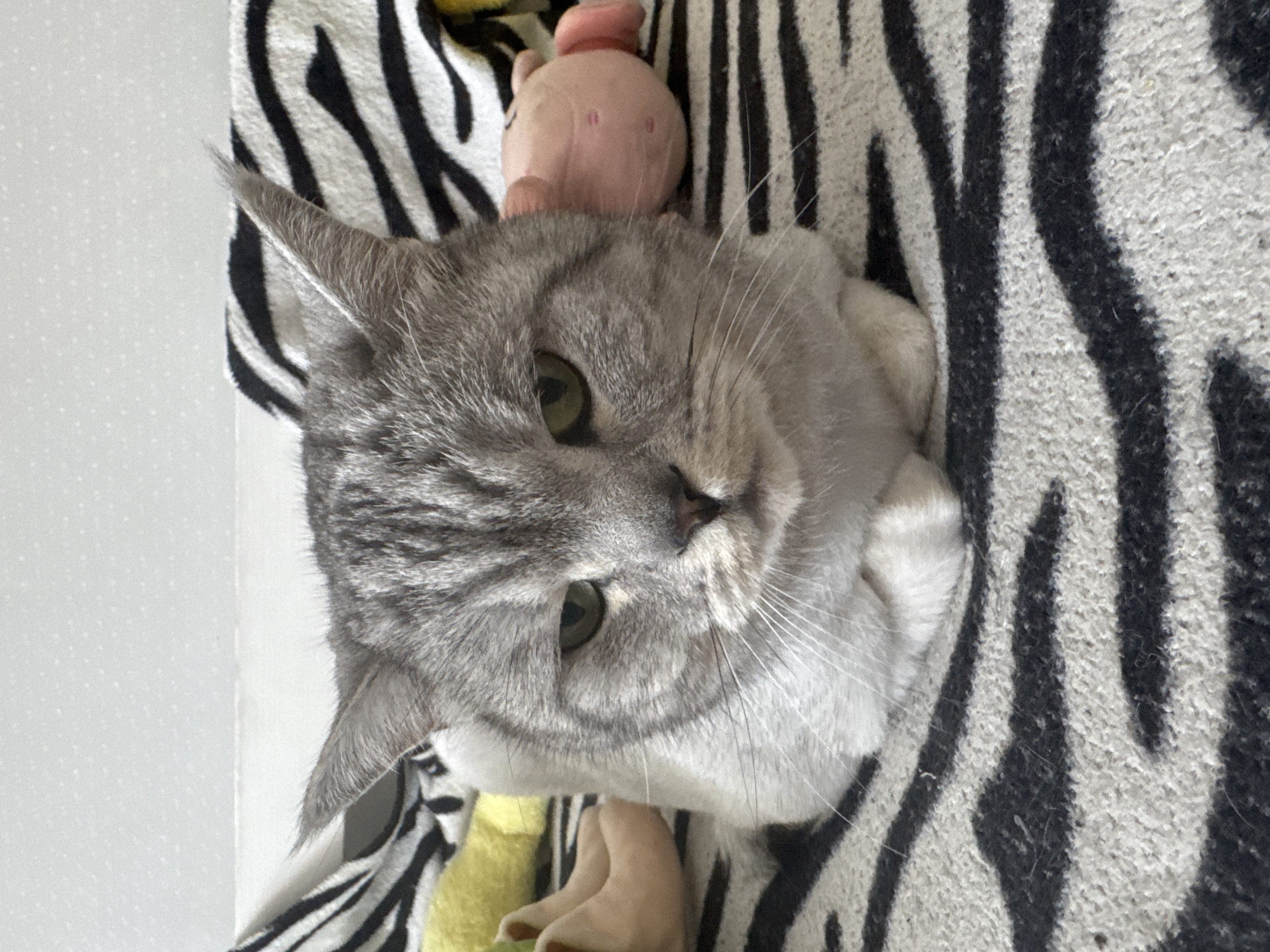 Grey tabby chills on zebra blanket while a laptop runs nearby