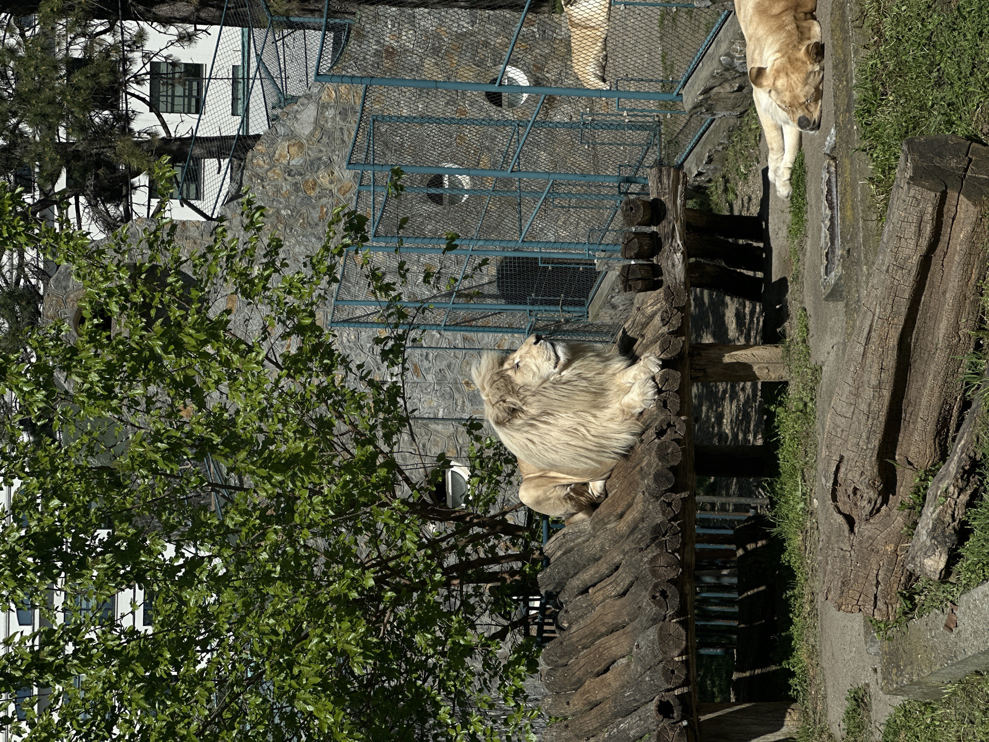 Visitor documents animal encounters during Belgrade Zoo trip