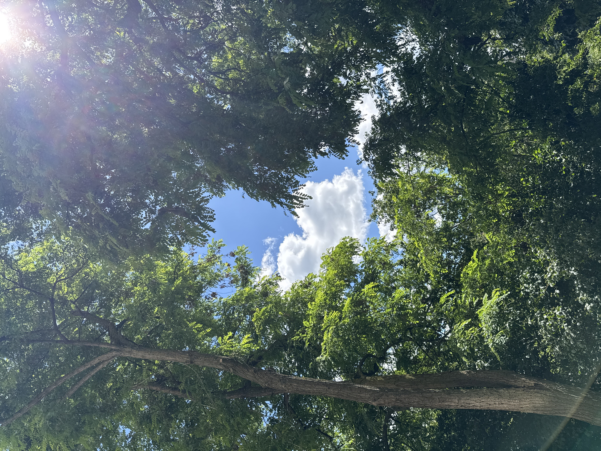 Summer day captures fruit picking, nature scenes, outdoor moments