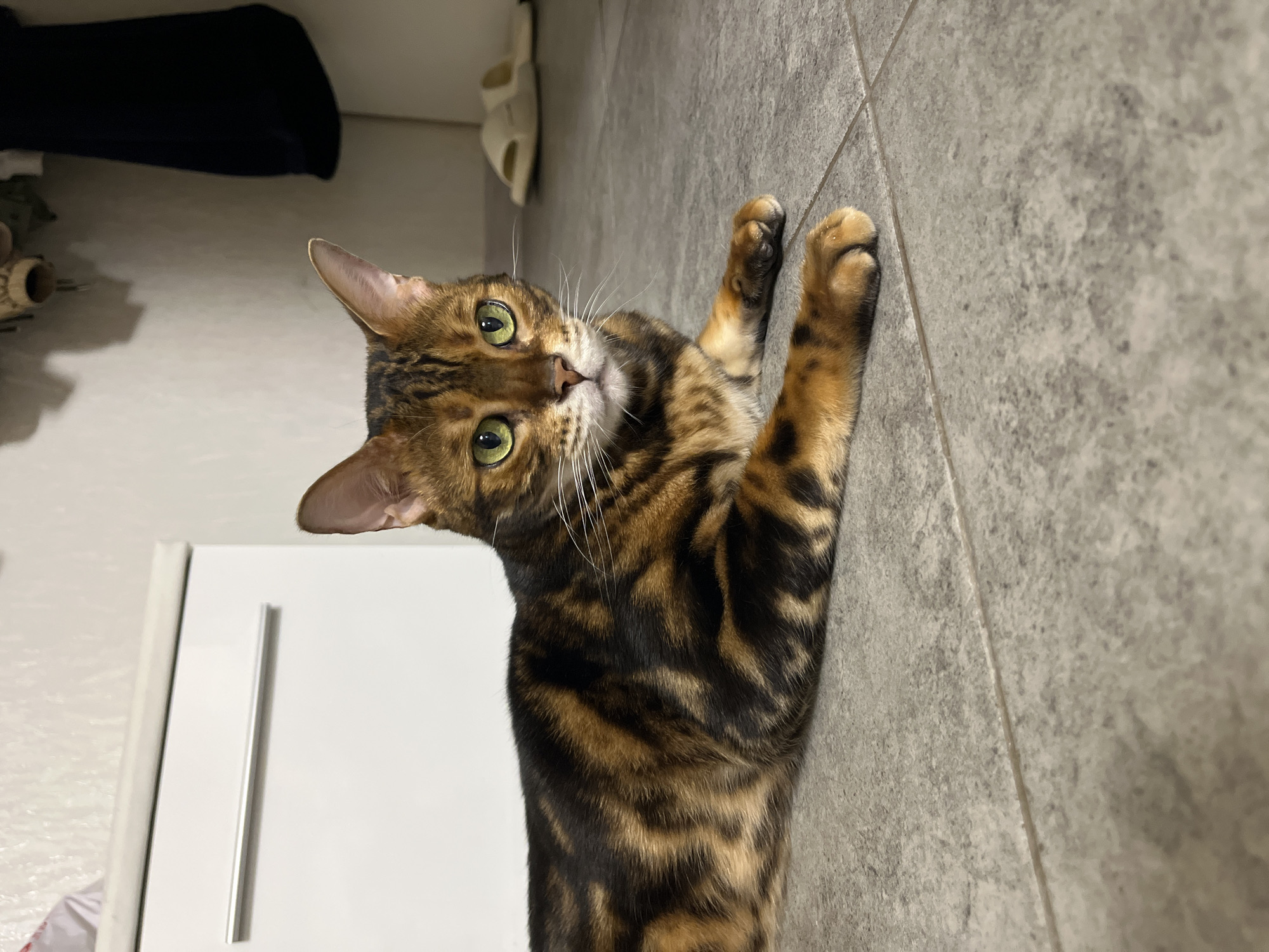 Bengal cat at home, plus a few paintings on the wall