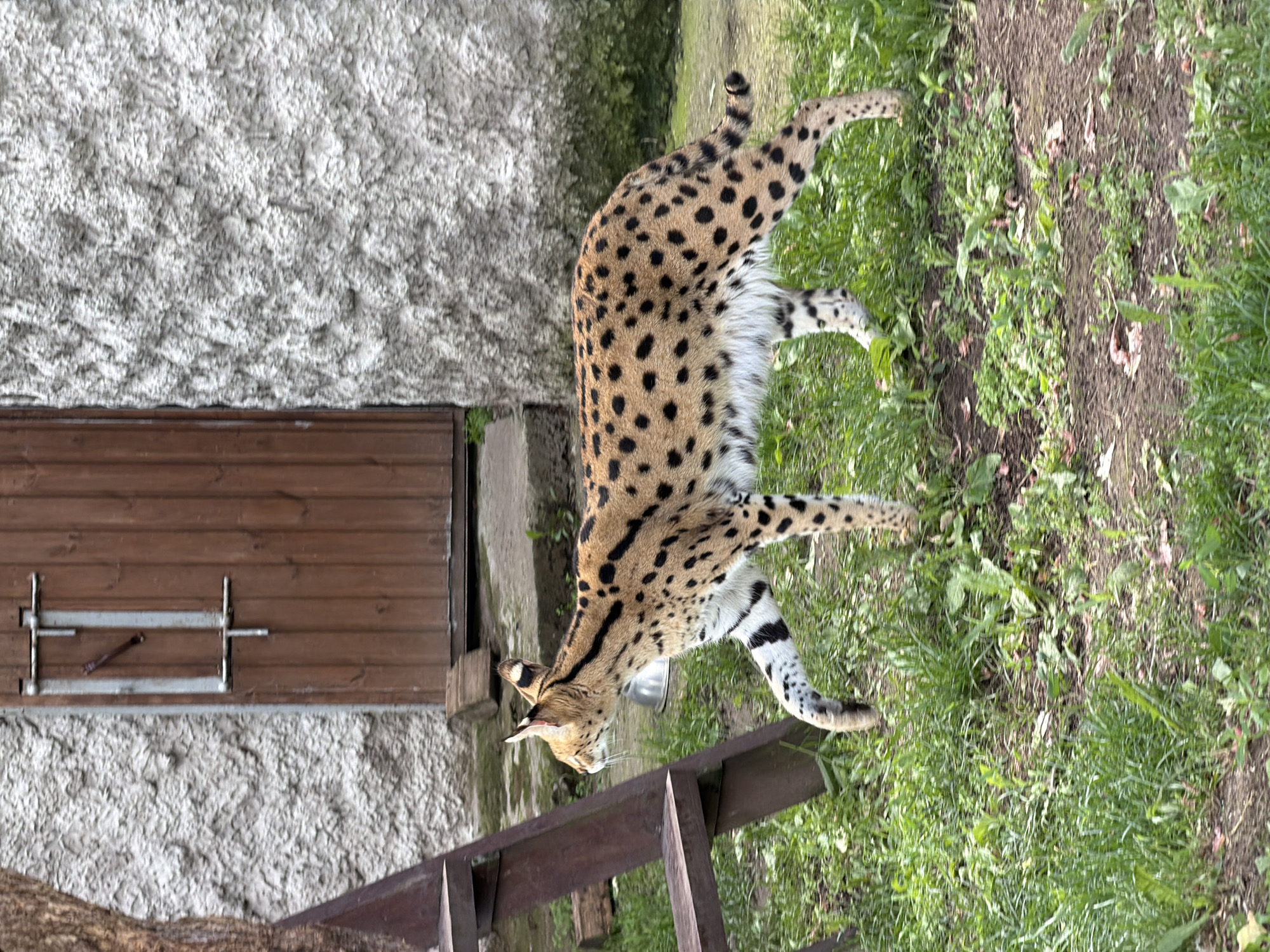 Morning walk through Izhevsk Zoo, covering dozens of species