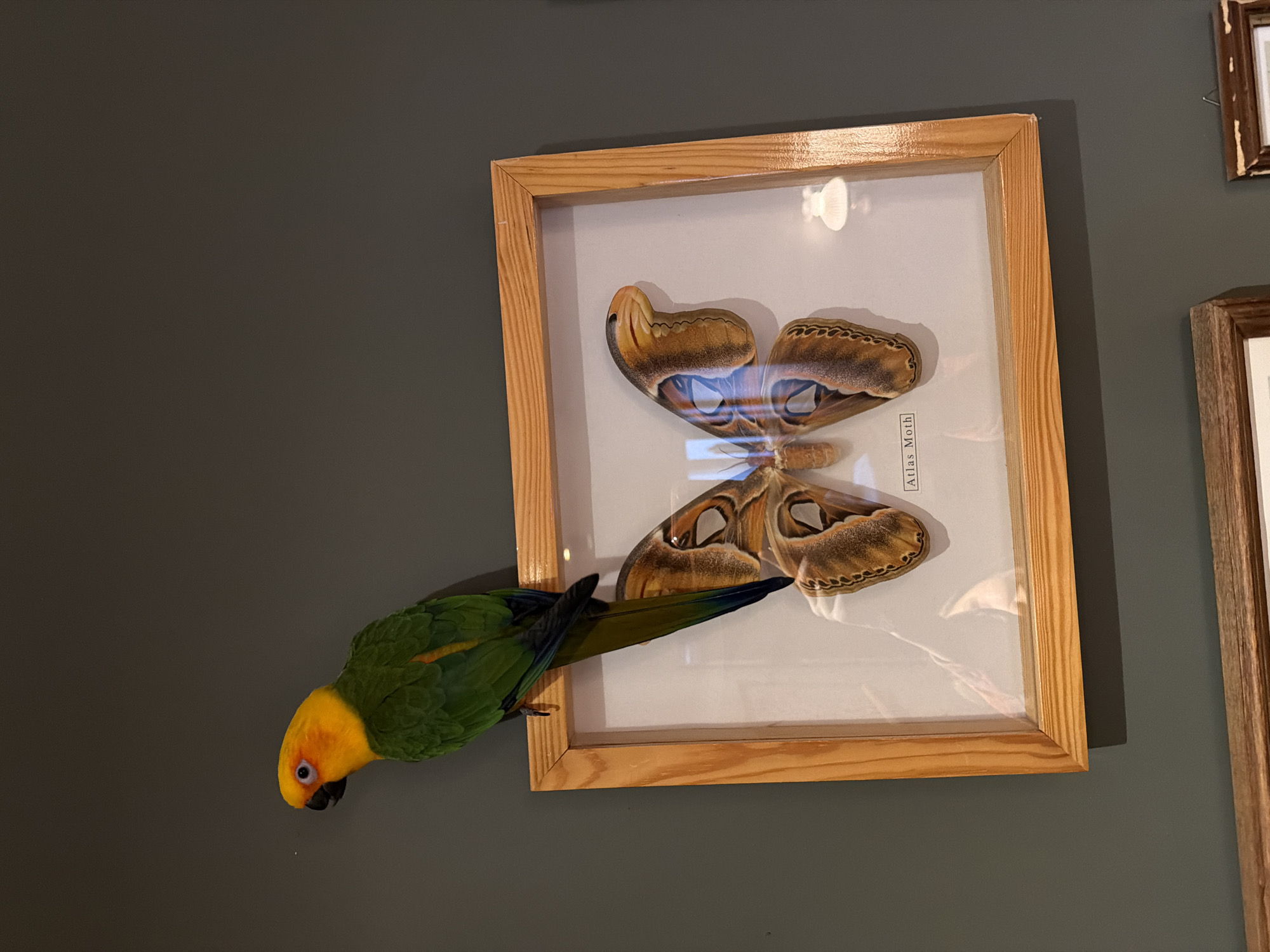 Parrot interacts with artwork and child in Khimki home