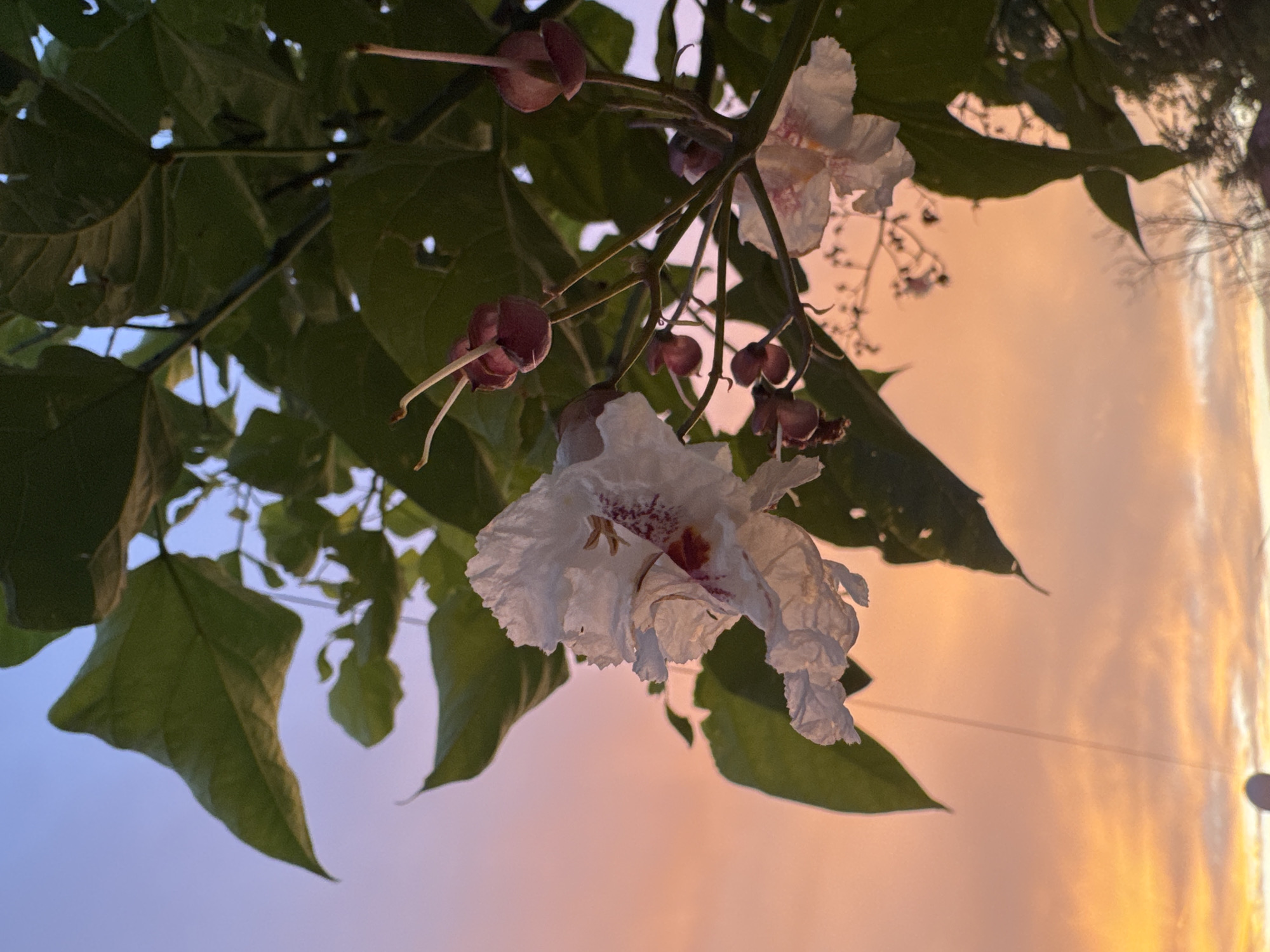Flowering trees and a vivid dusk sky, caught at golden hour