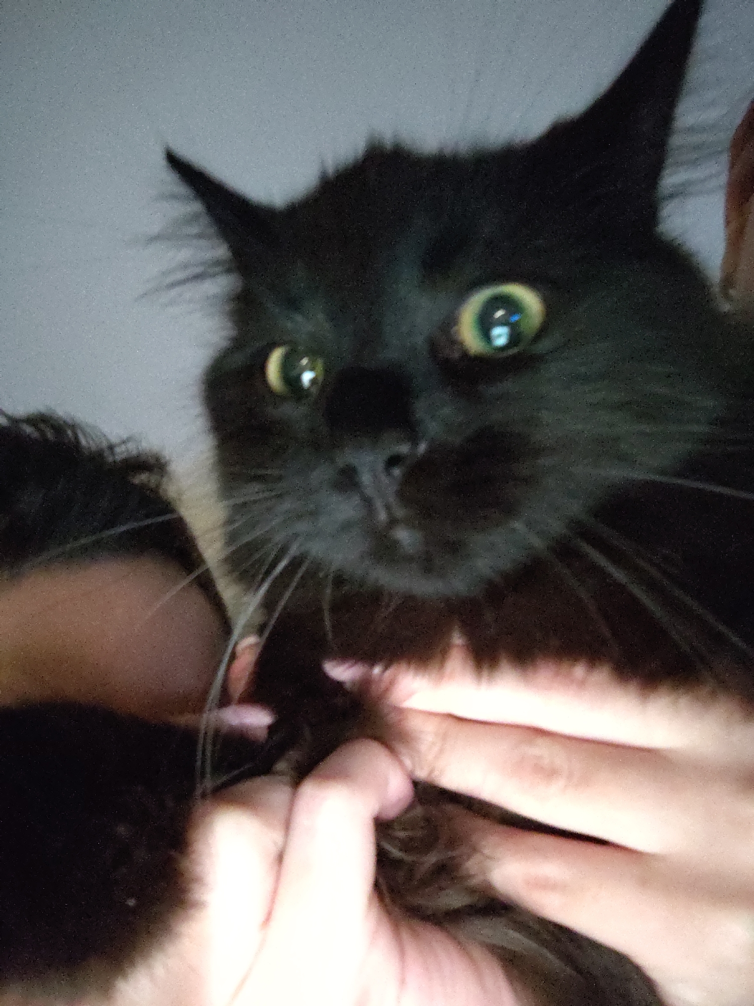 Evening at home with black cat and movie snacks