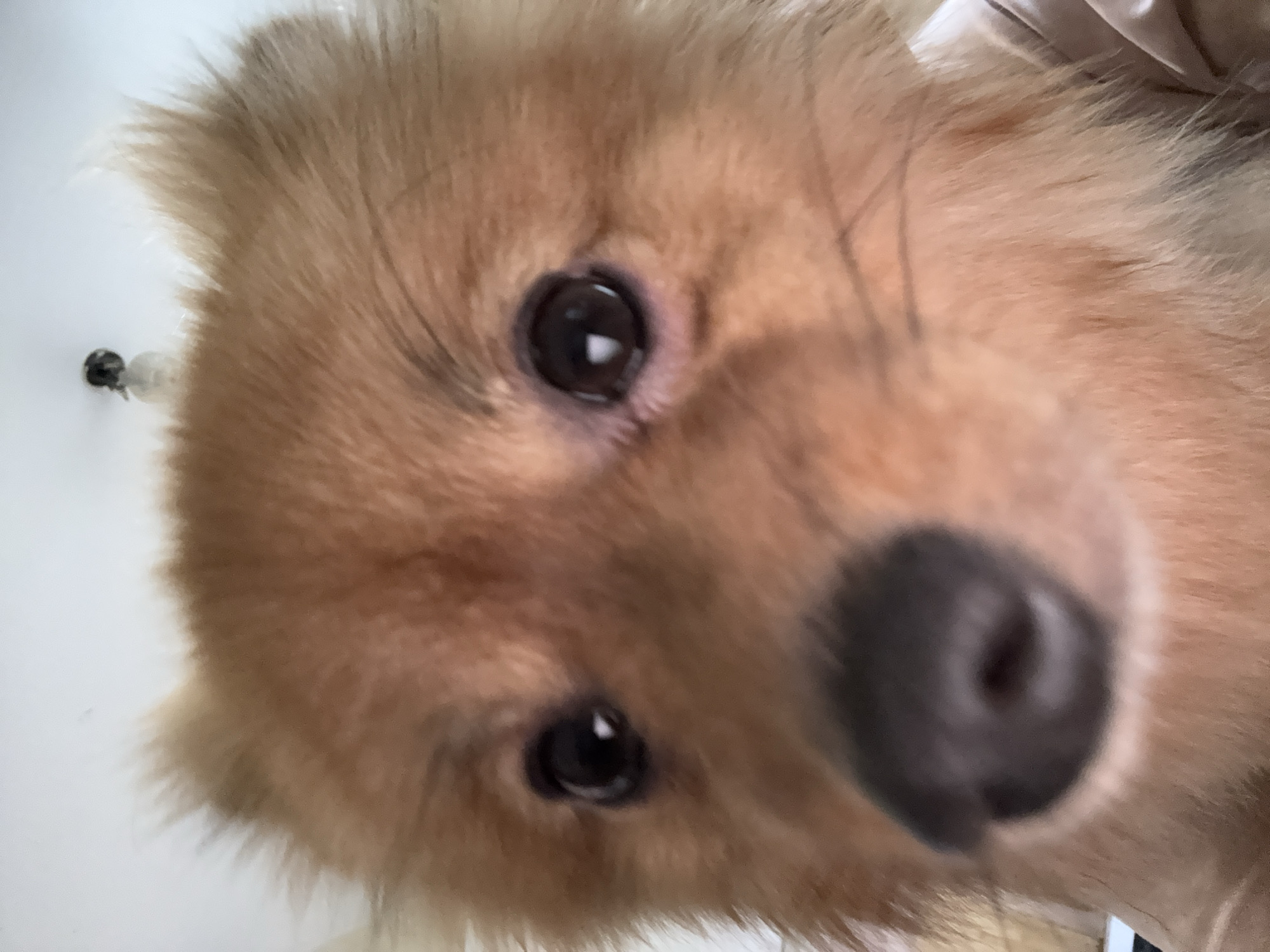 Pomeranian steals the show in a Khimki home
