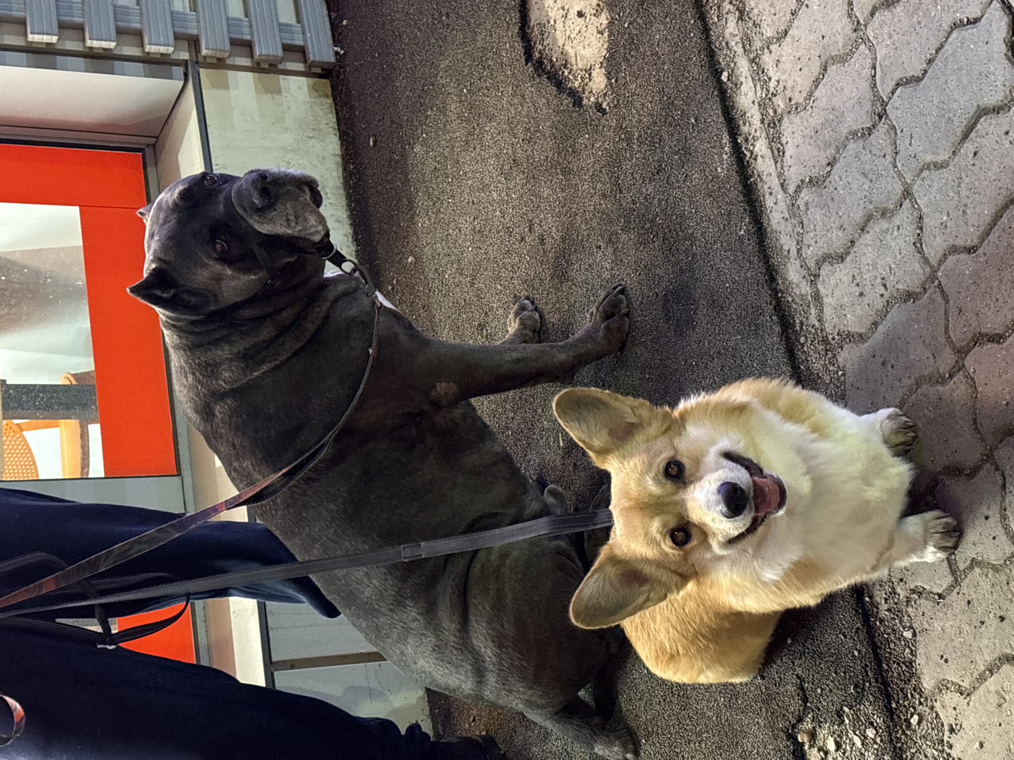Dogs and monuments spotted during afternoon walk in Krasnoyarsk