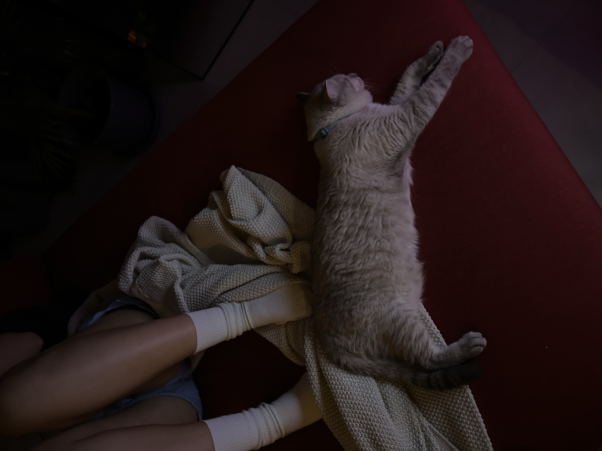 Durian unboxed and eaten, cat naps nearby