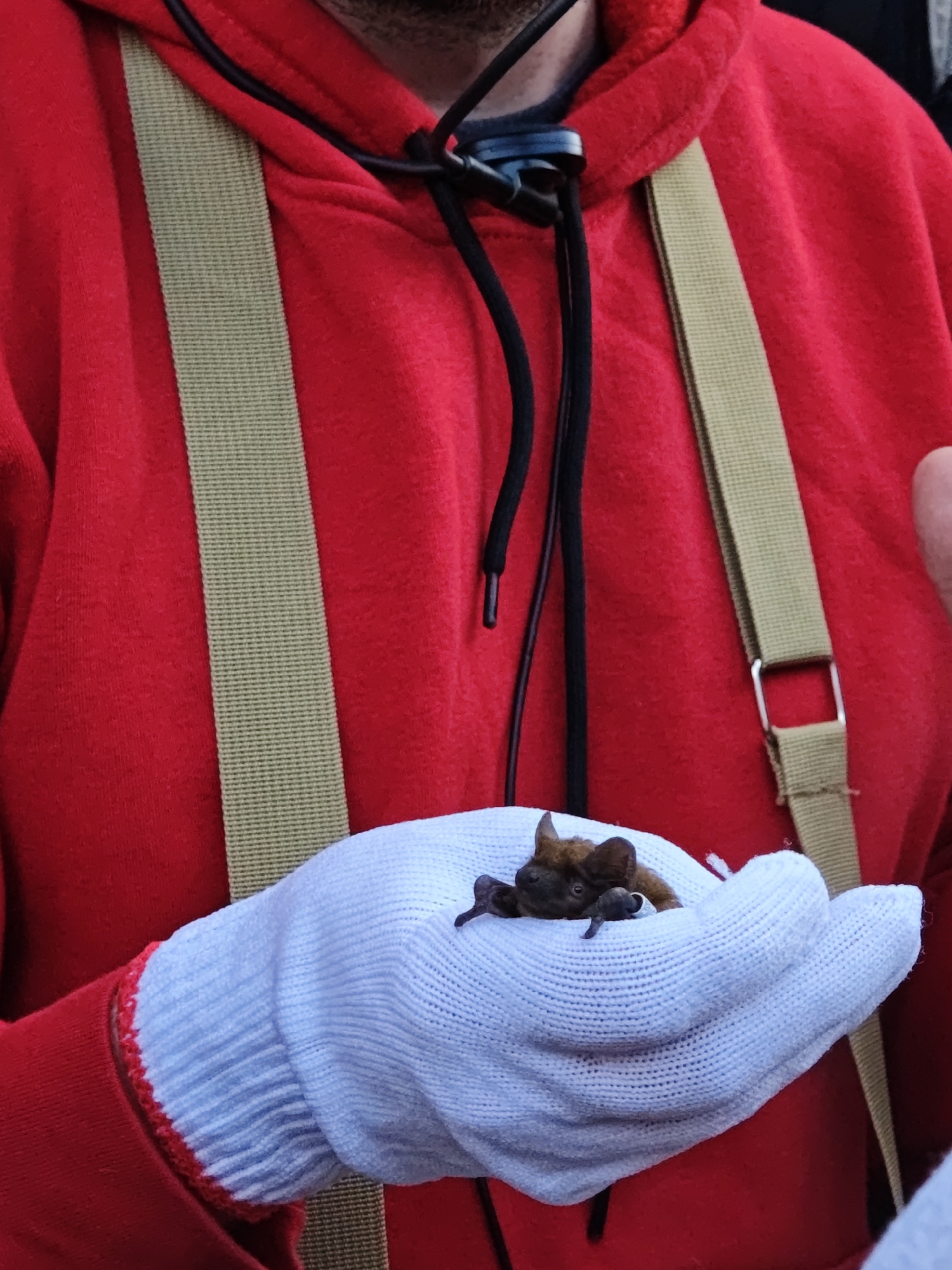 Wildlife encounter draws crowd in Vinnytsia as bat rescued