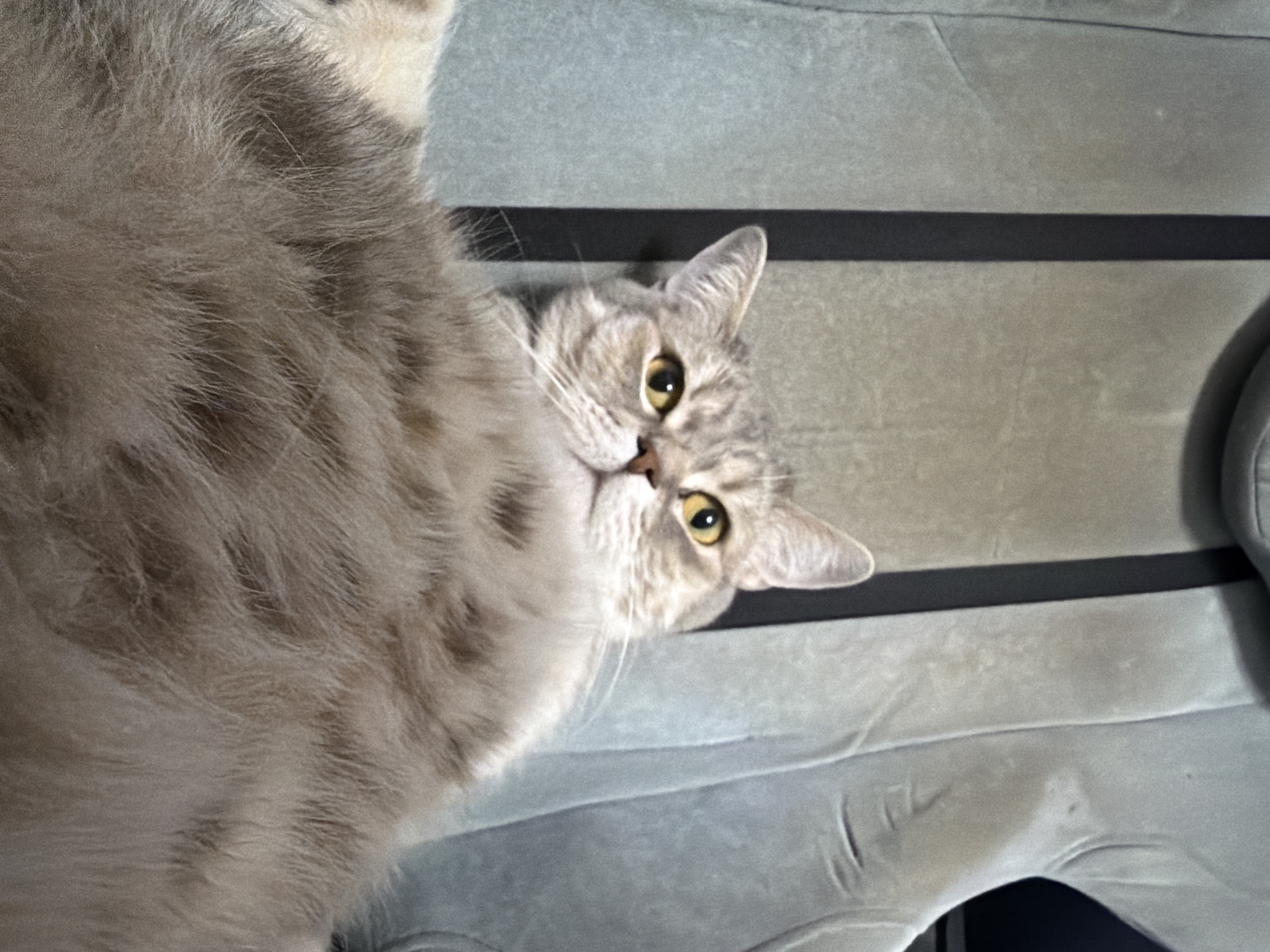 Domestic life documented in Chaikovsky: cat, meal, ambulance sighting