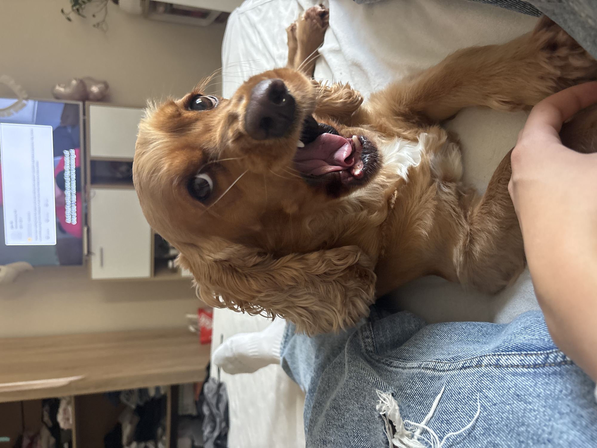 Afternoon at home with a cocker spaniel in Shumen