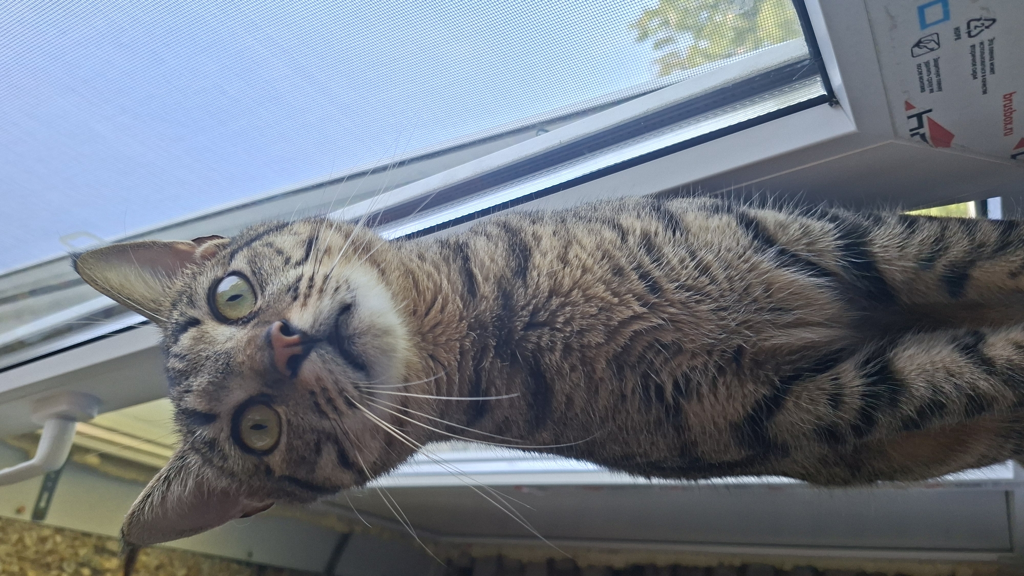 Morning cat life documented in rural Belarus home