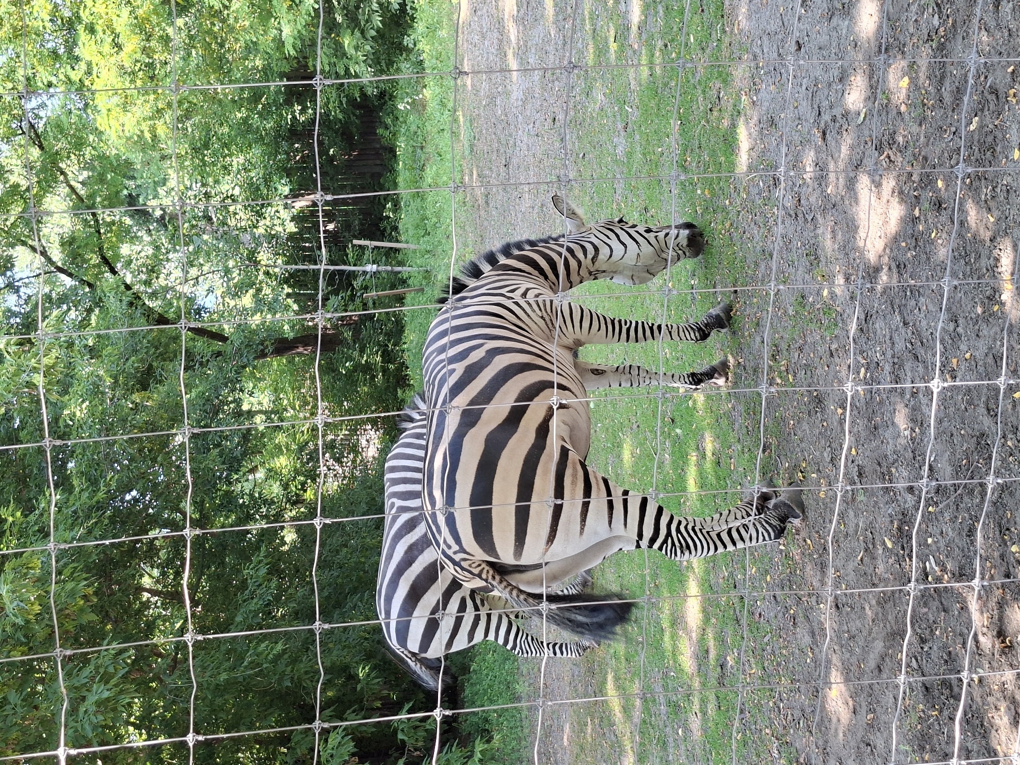Zebras in an outdoor enclosure at a Kyiv zoo